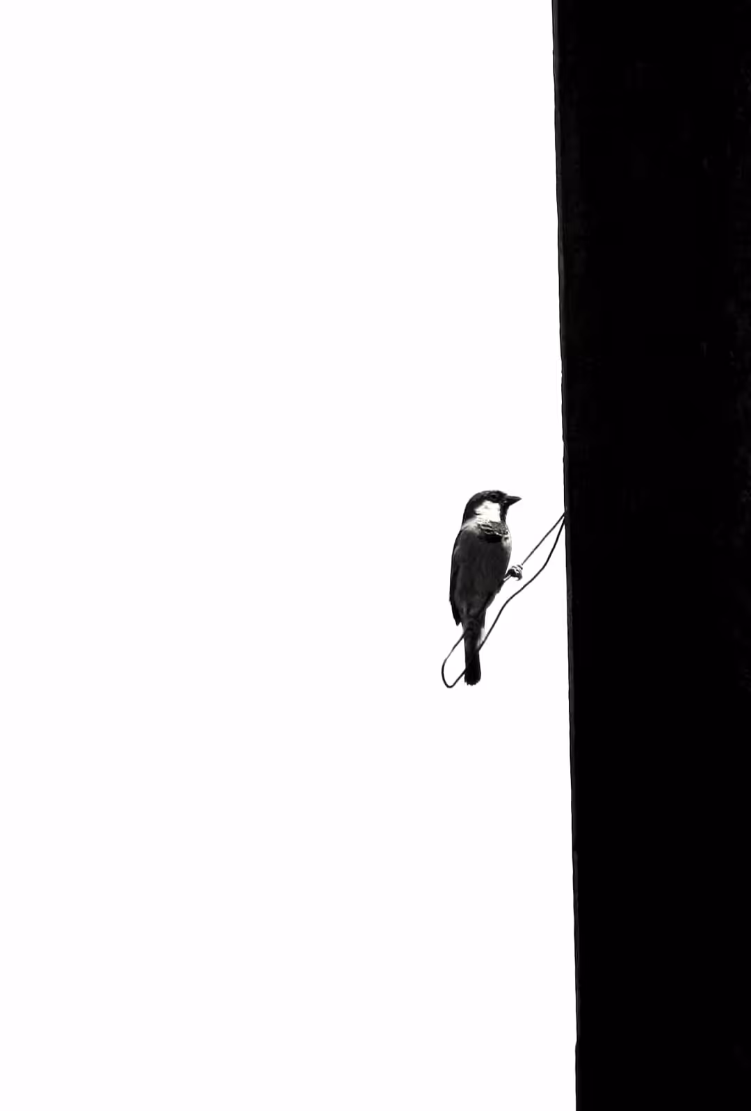 Tiny bird