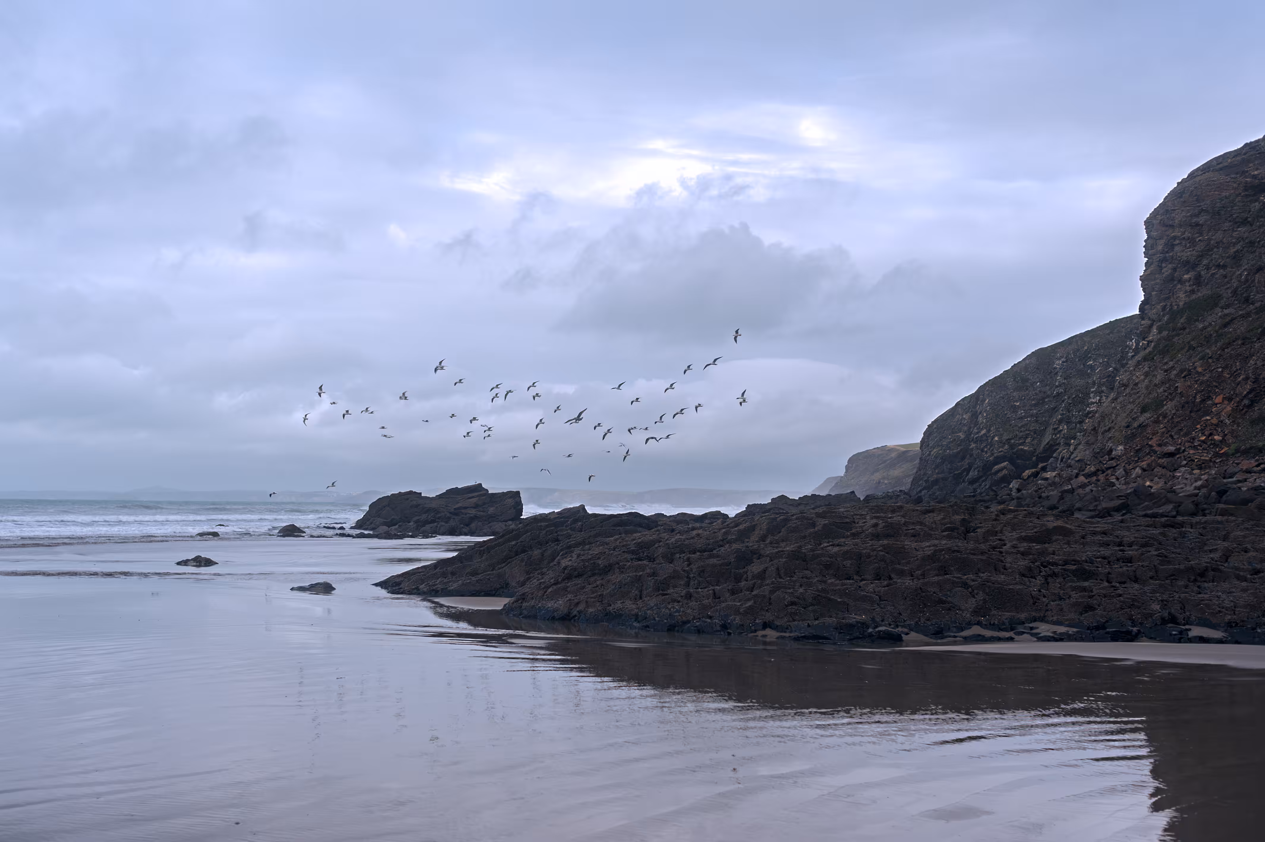 A Scavenging of Seagulls