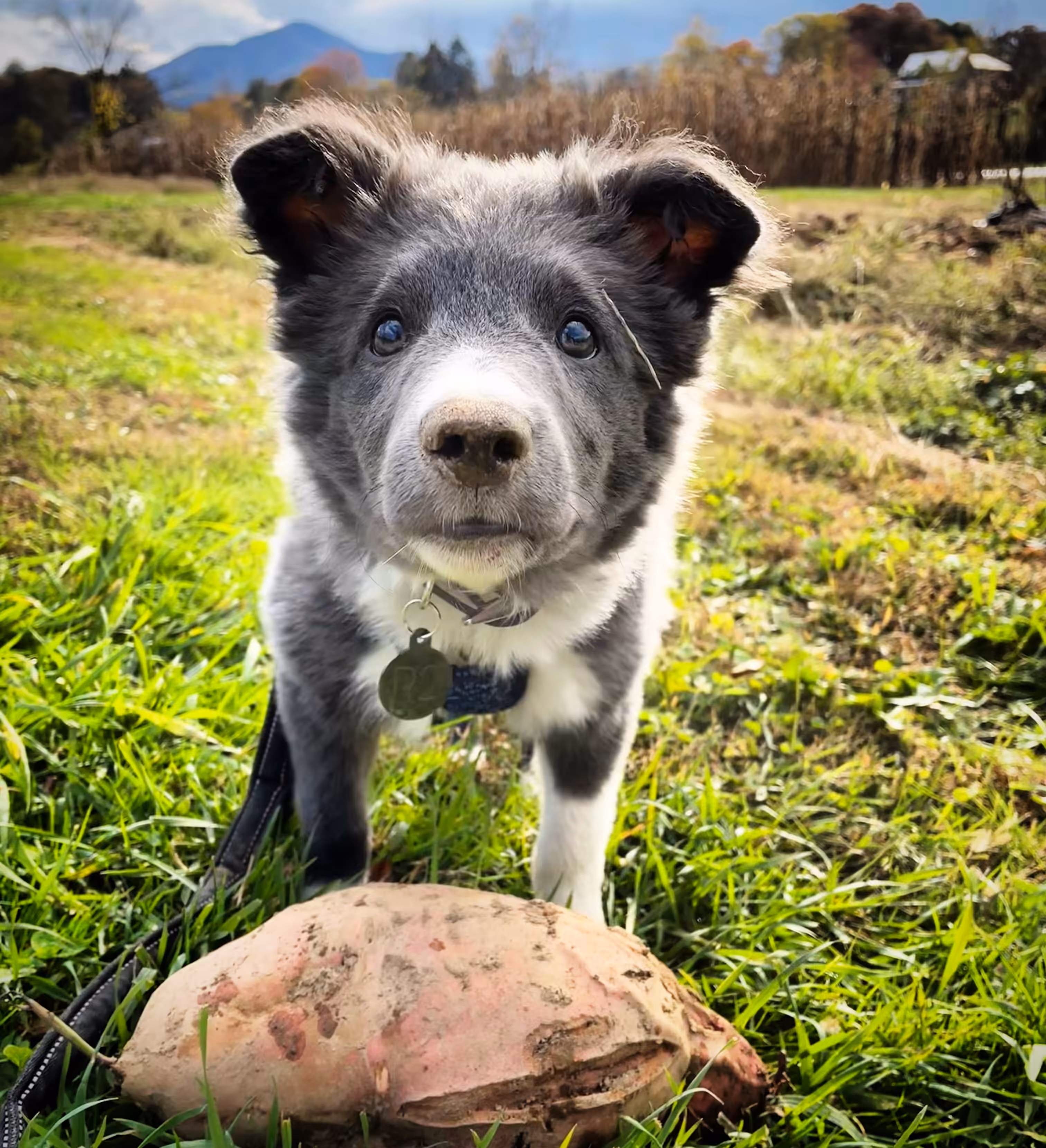Sweet-po Tater-face