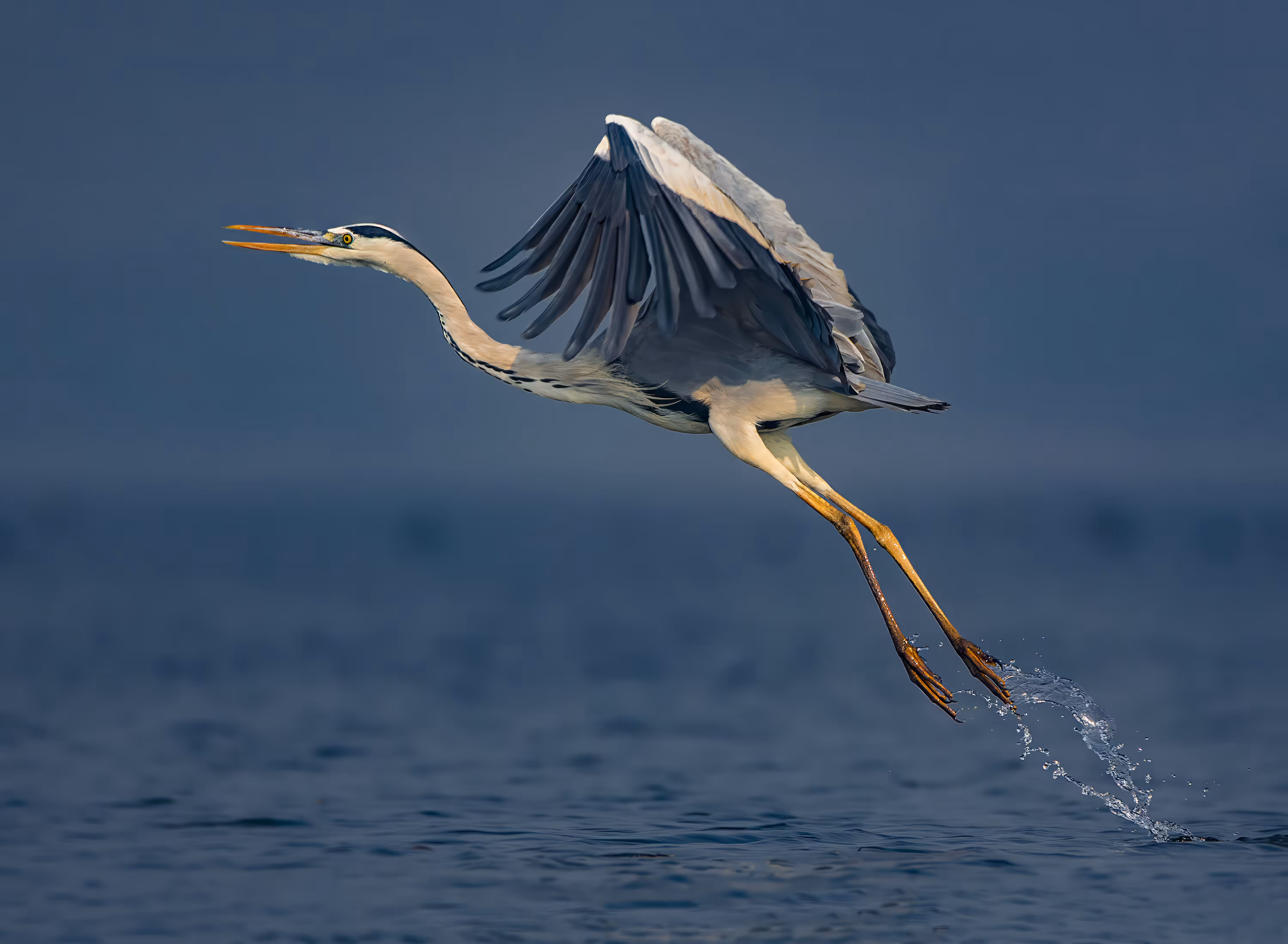 Take Off - Grey Heron