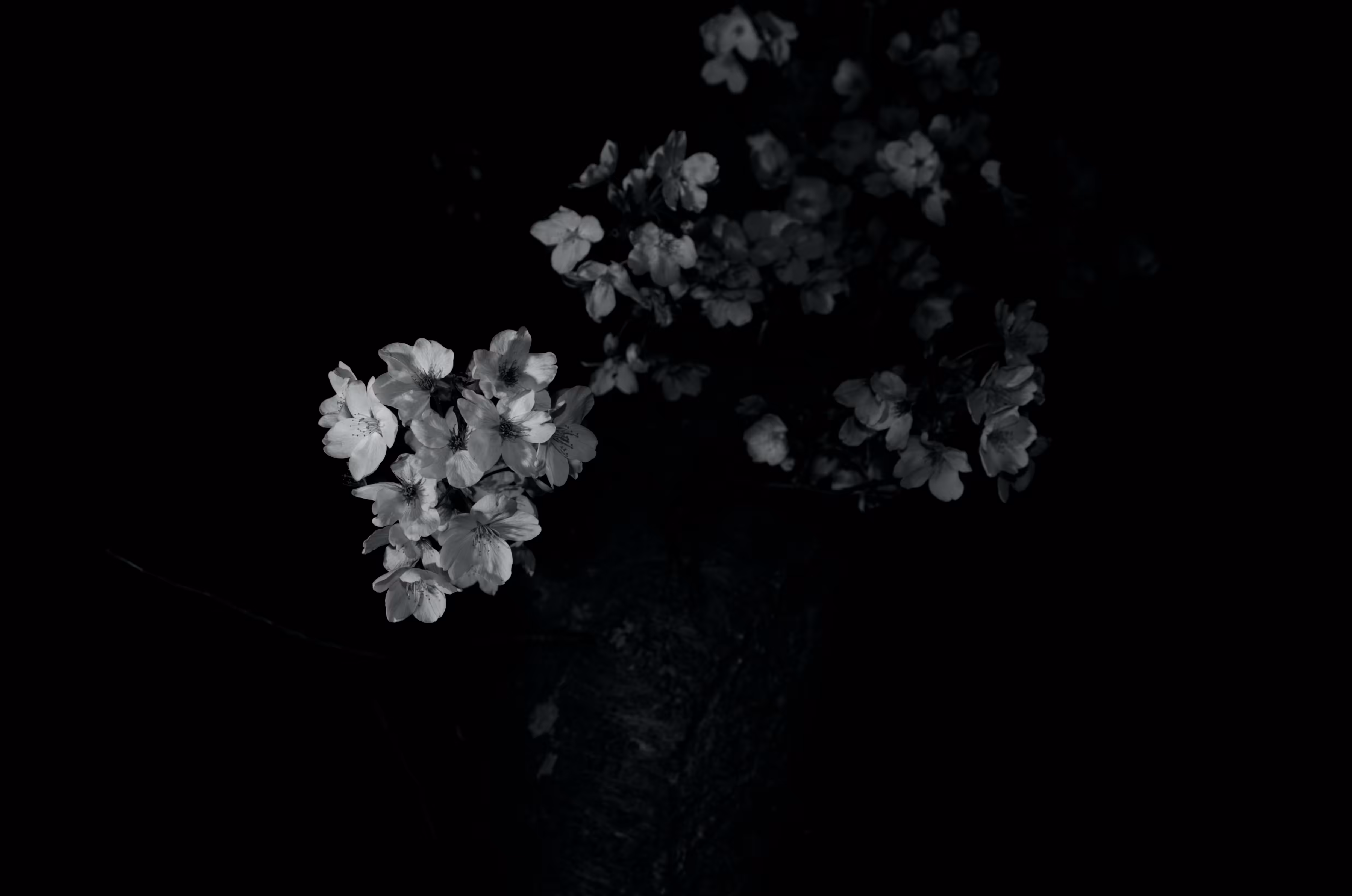 Heaven Series: Mark of Darkness – Flower