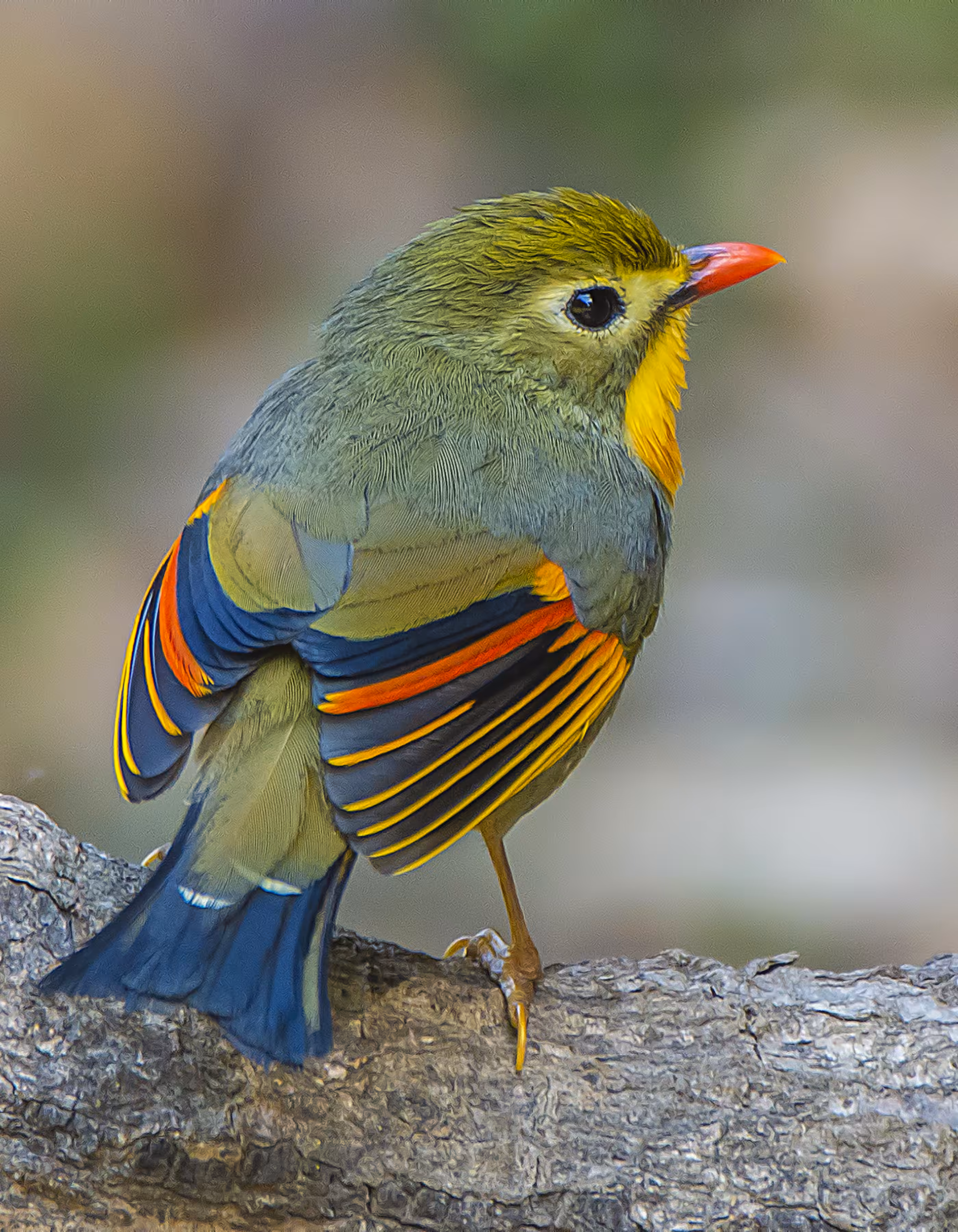 Red-billed Leiothrix 