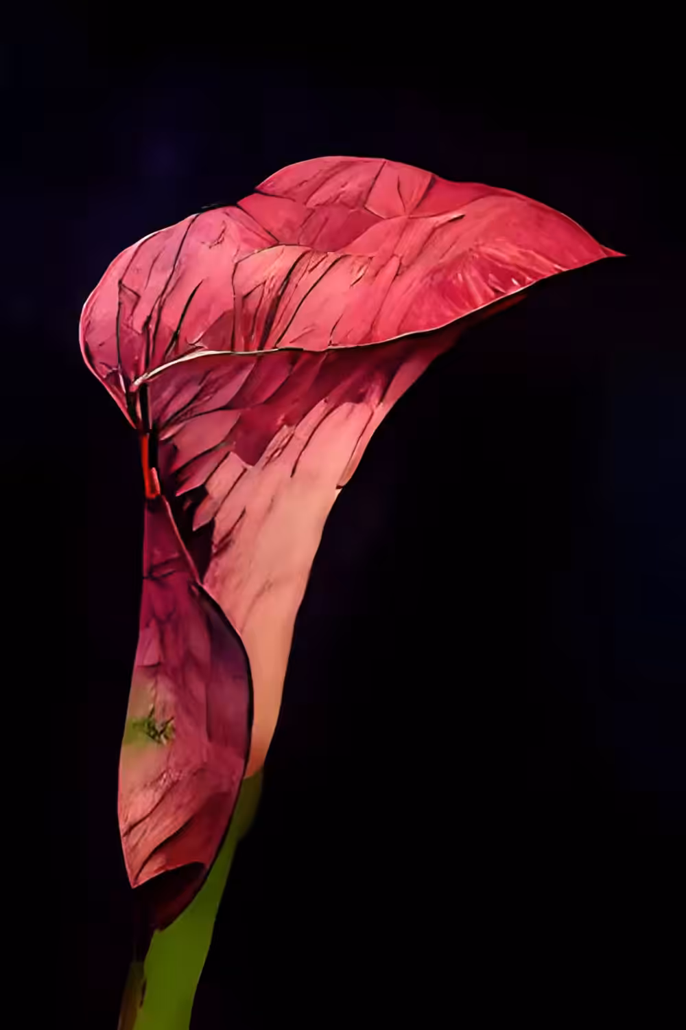 FLOWERS 2