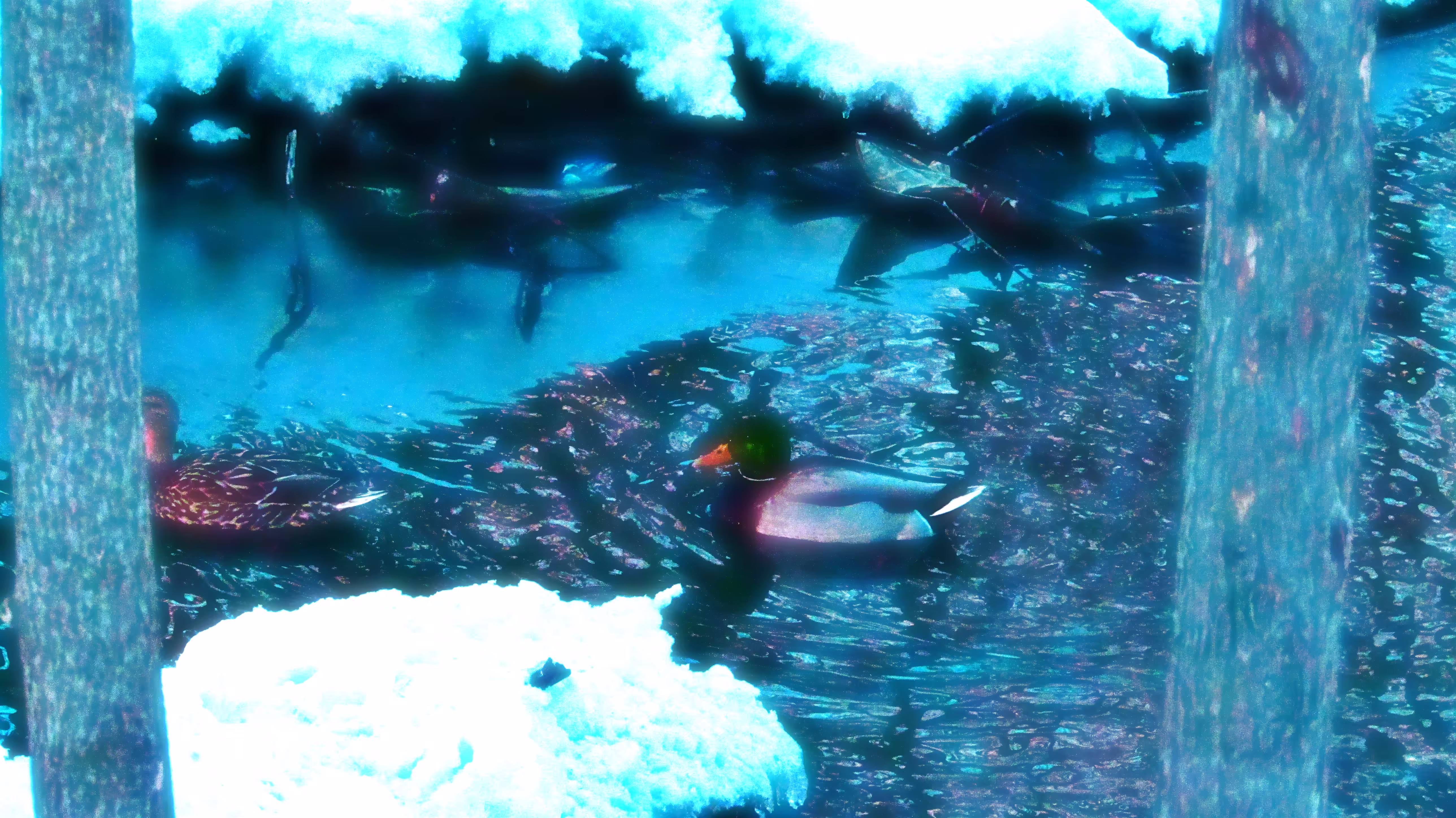 Crystal Ducks