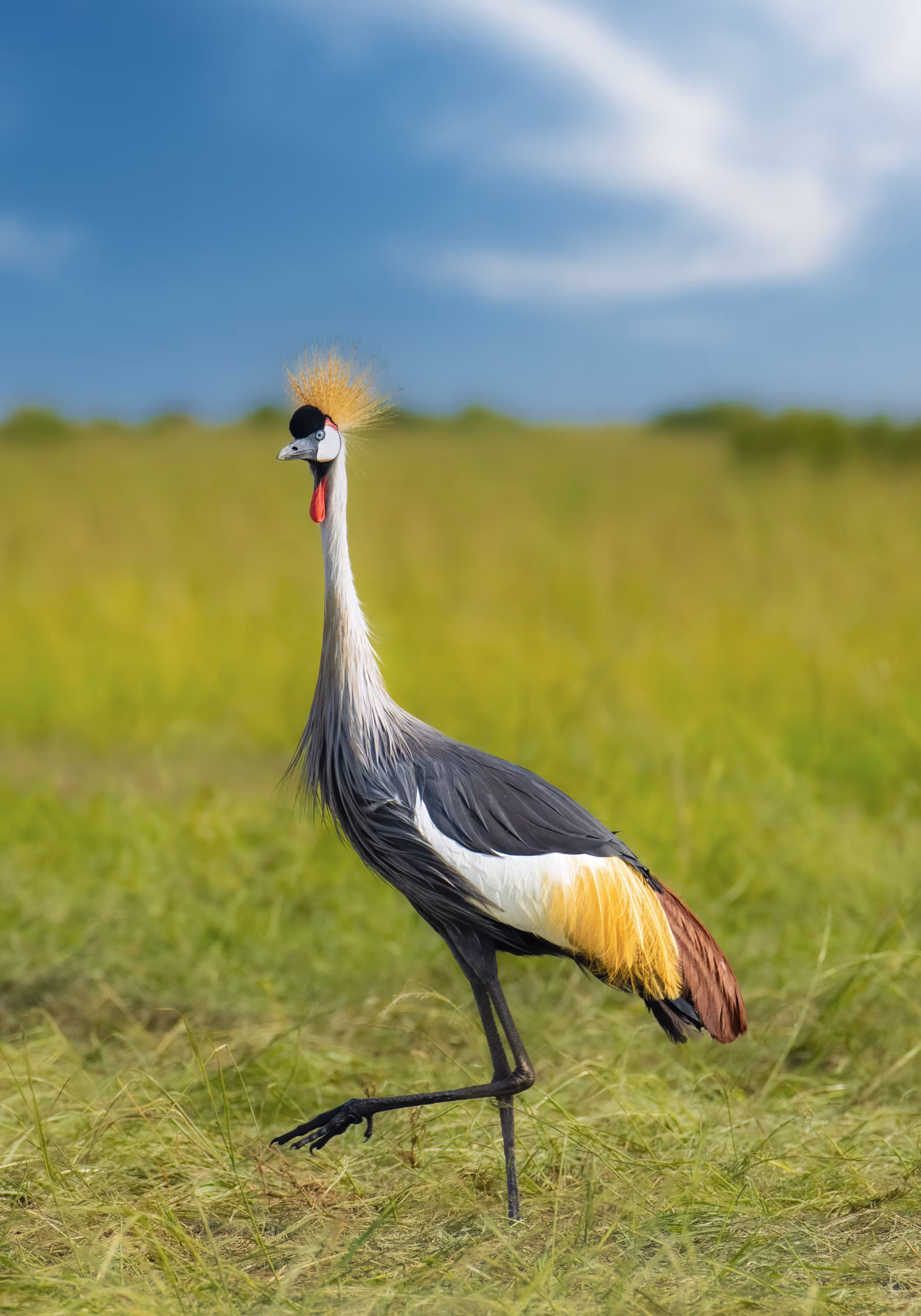 Grey Crowned Crane