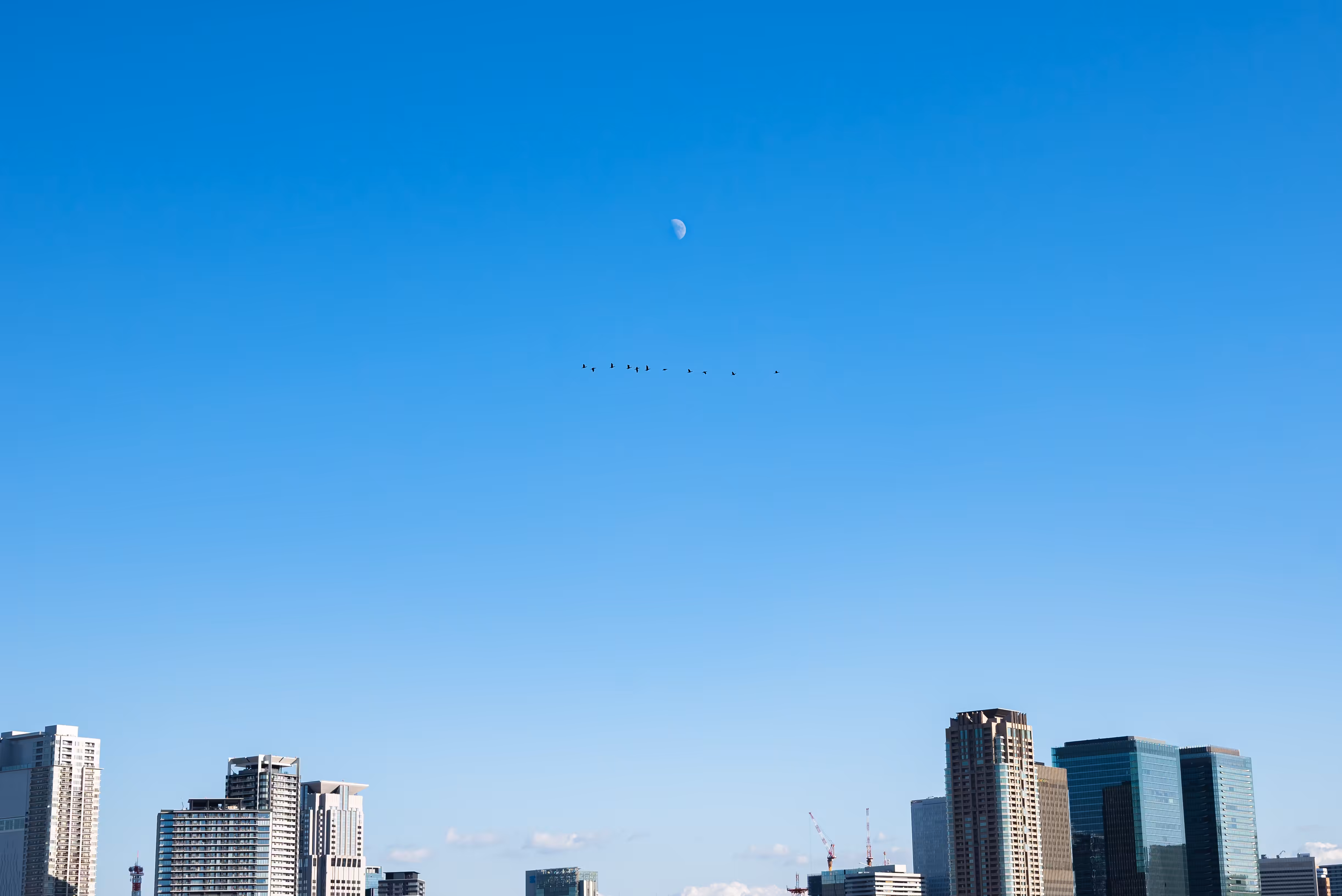 The Sky, The Moon, Bird and City