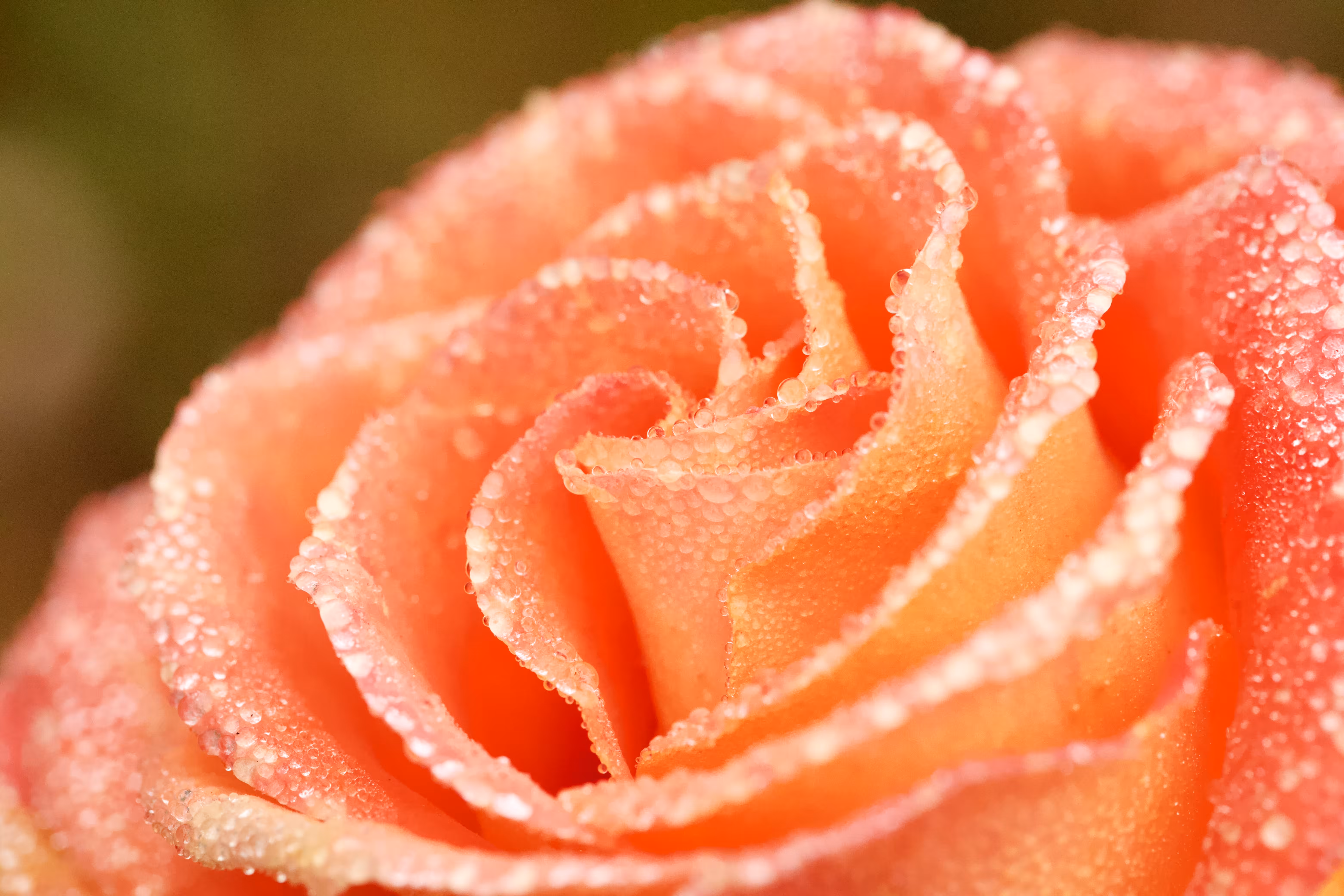 Sugar Rose