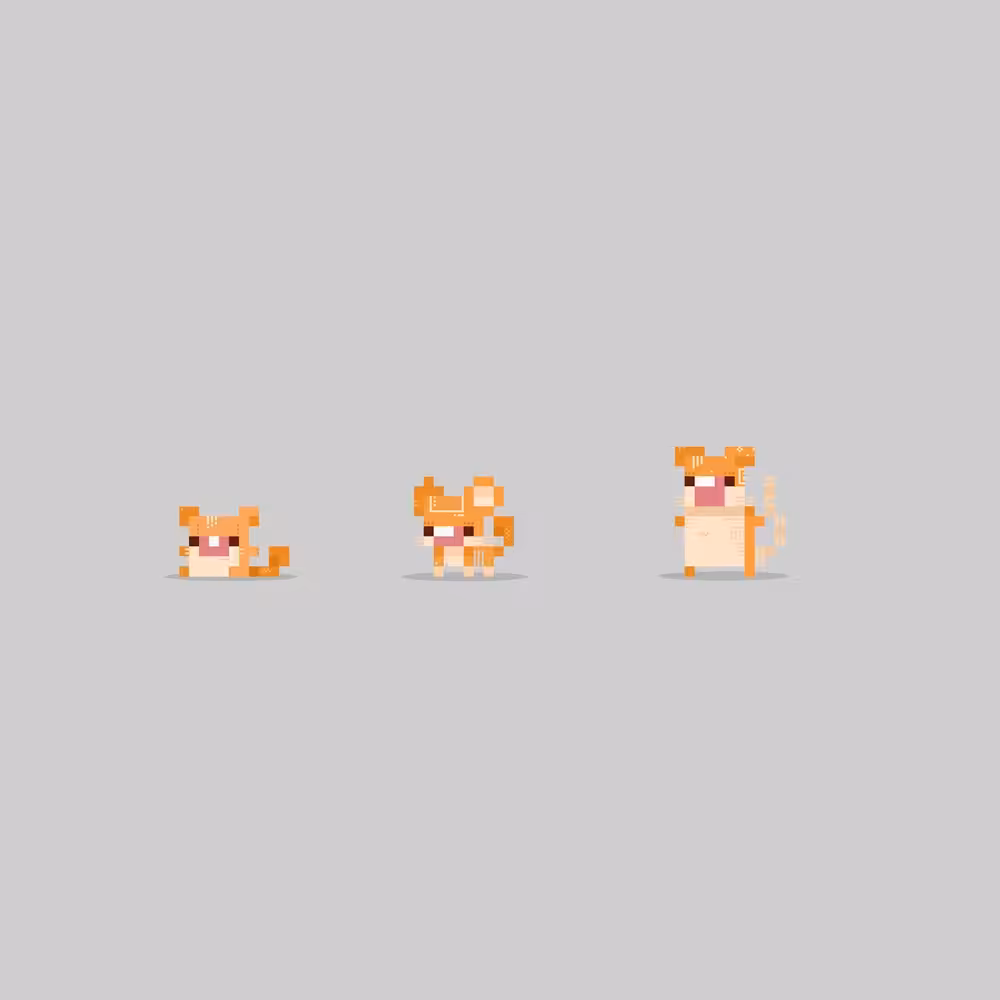 PXLPET 22-24 [EVOLUTIONS EDITION]