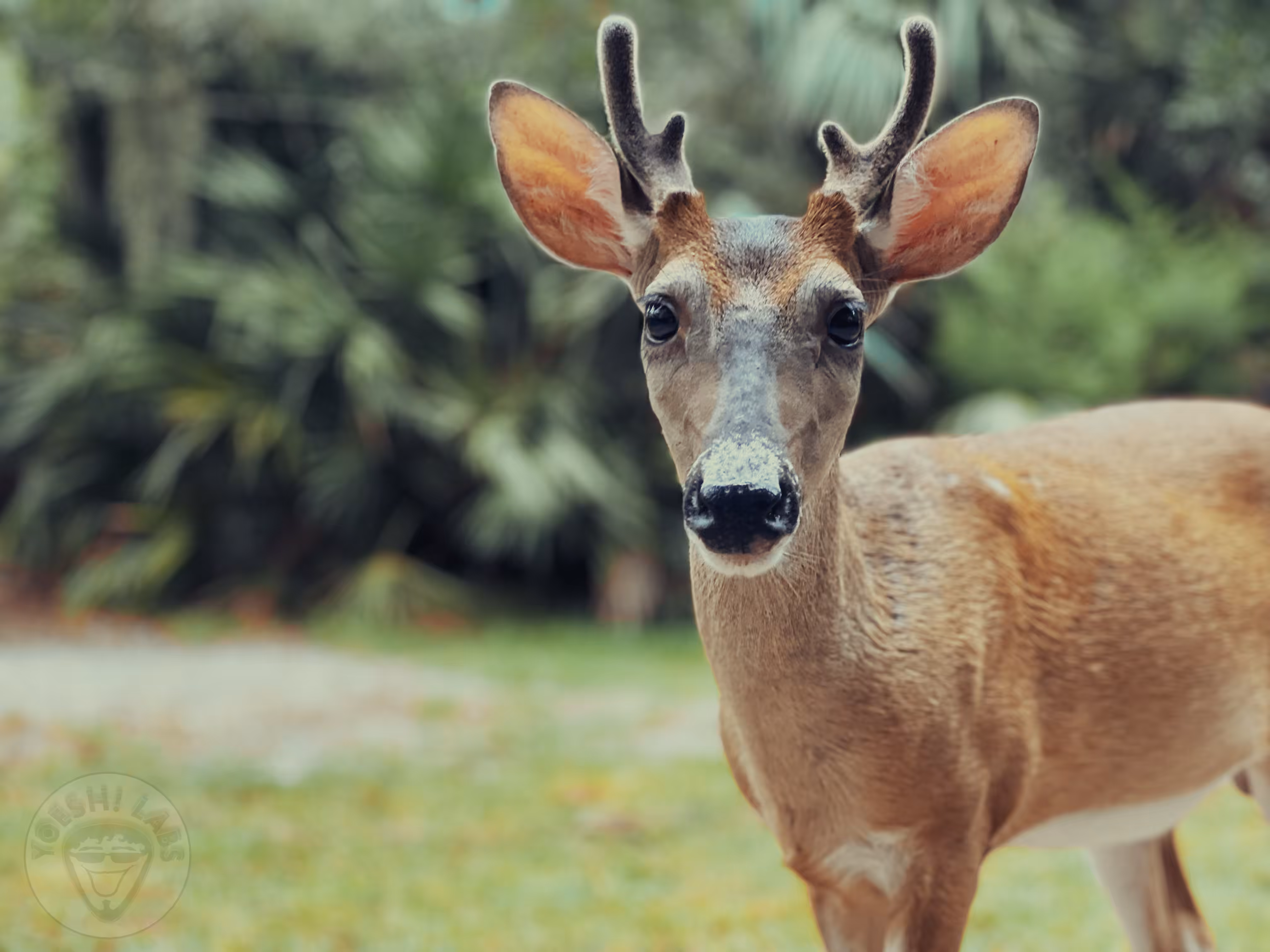 Deer Fren