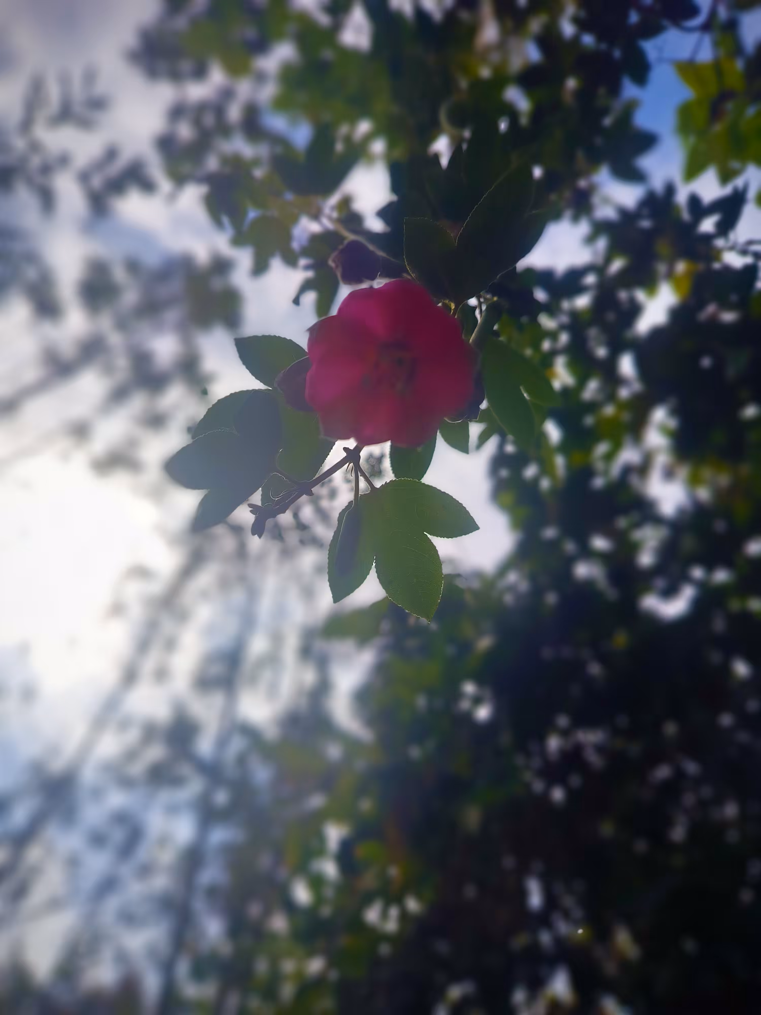 Nadir Flower