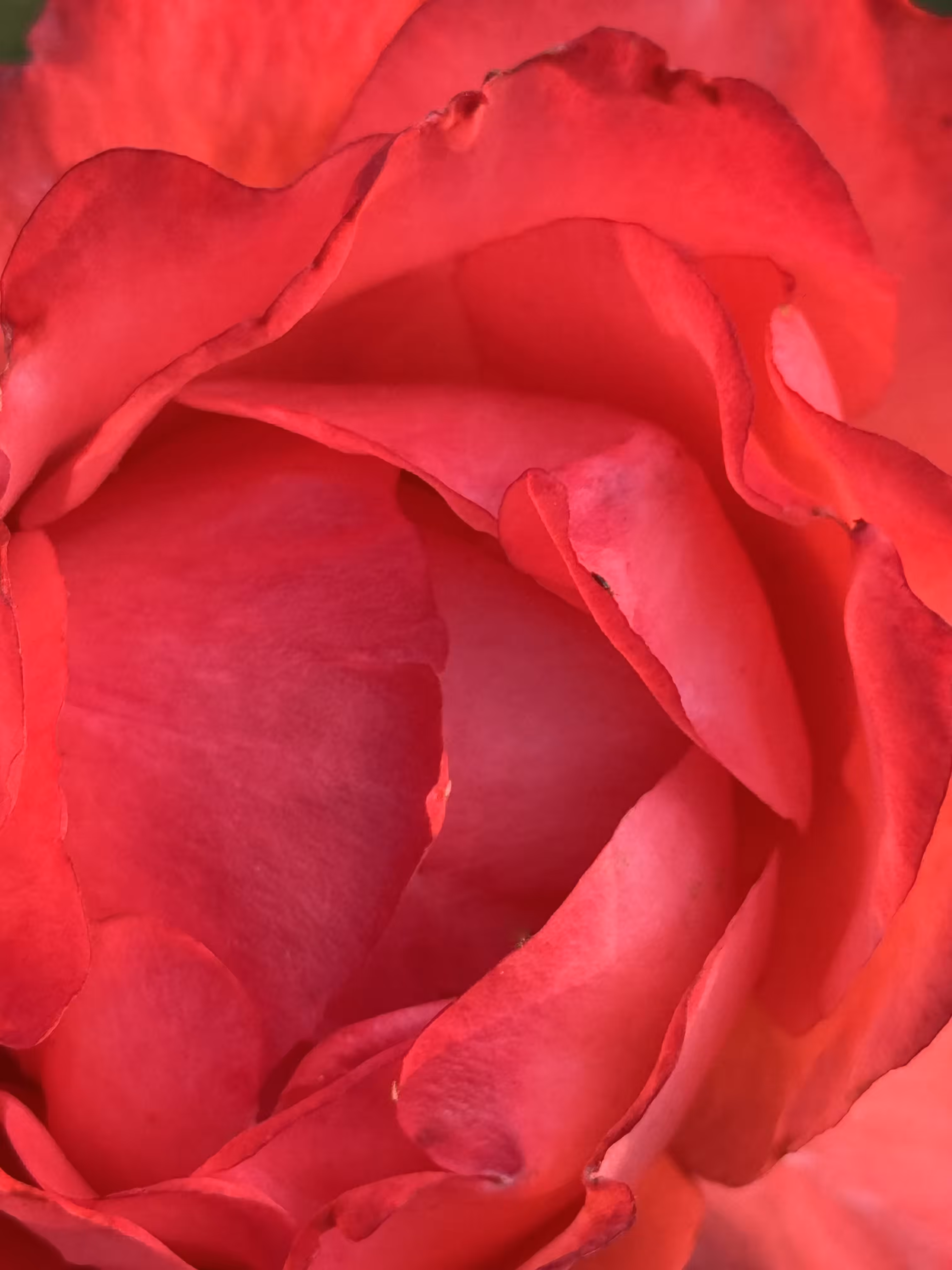 Heart of the Rose
