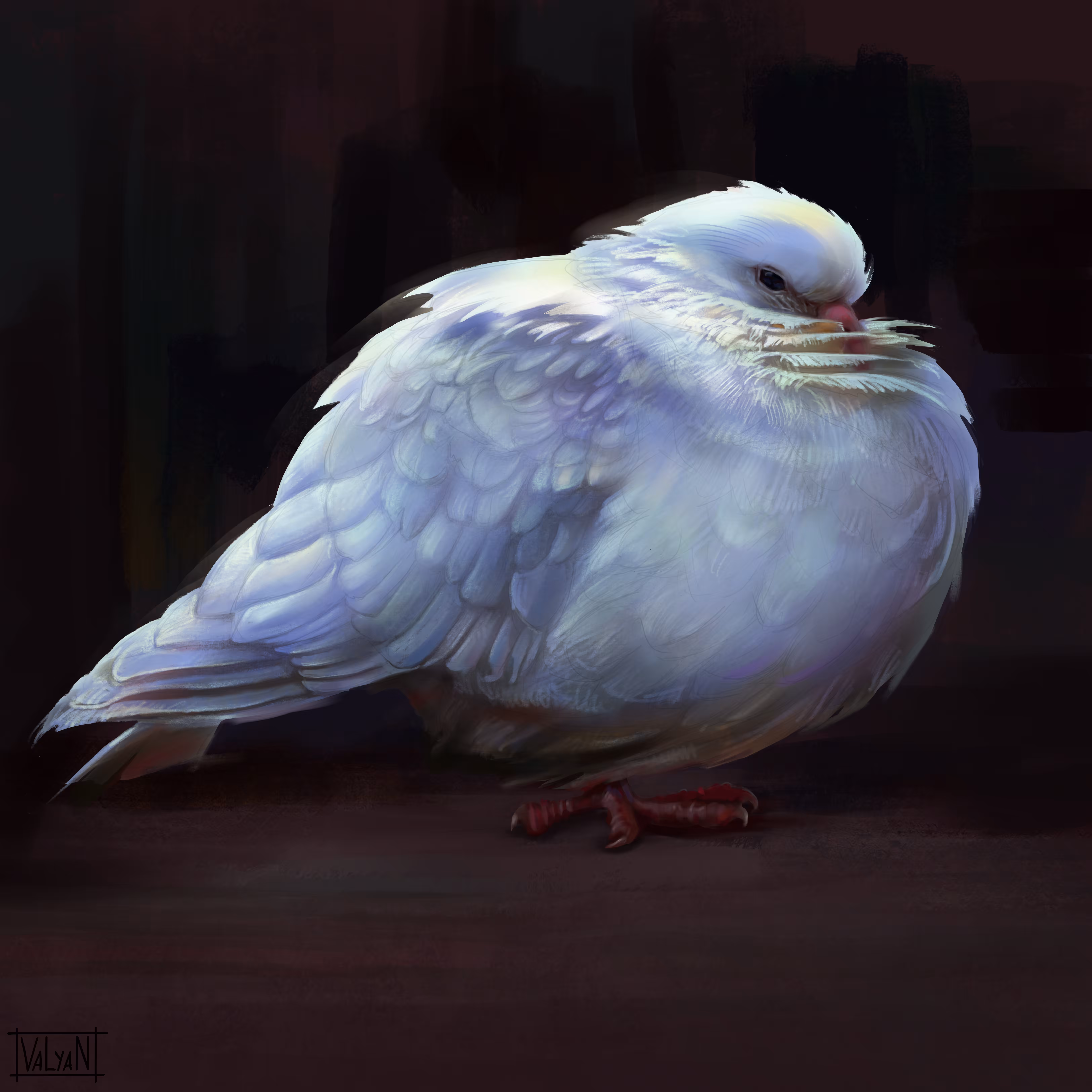 White dove