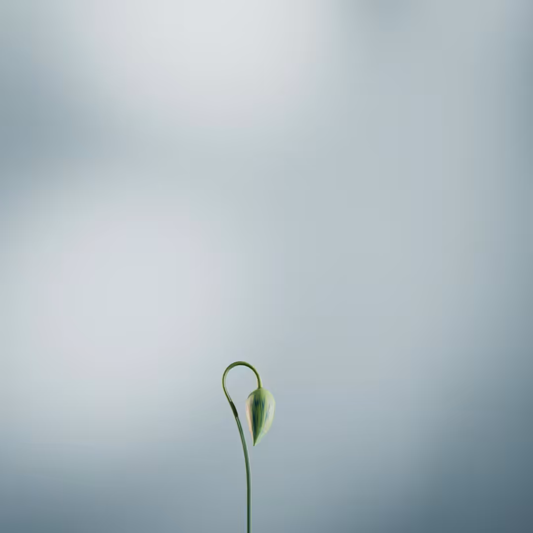 BLOOM-CALLAIS