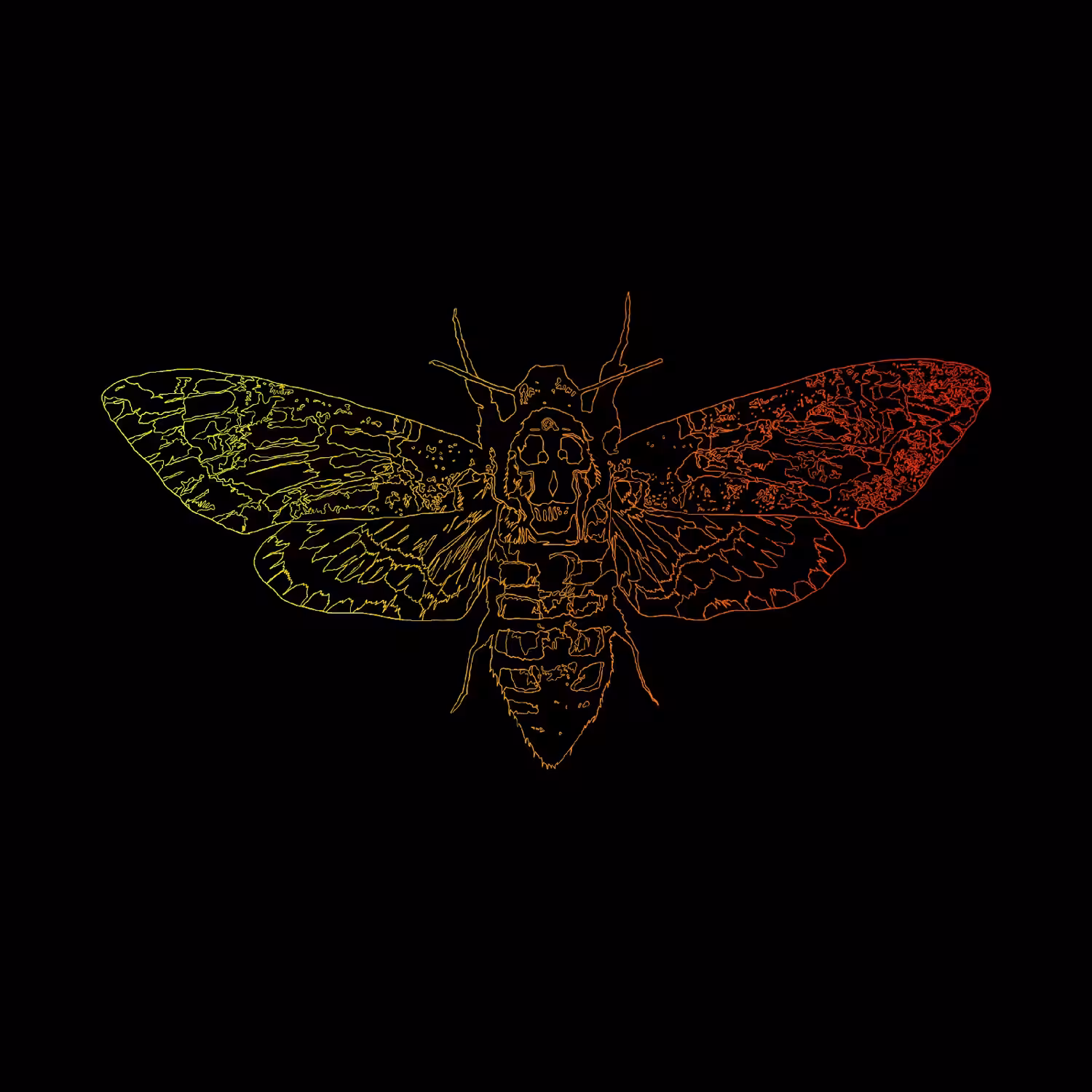 Death's-head Hawkmoth