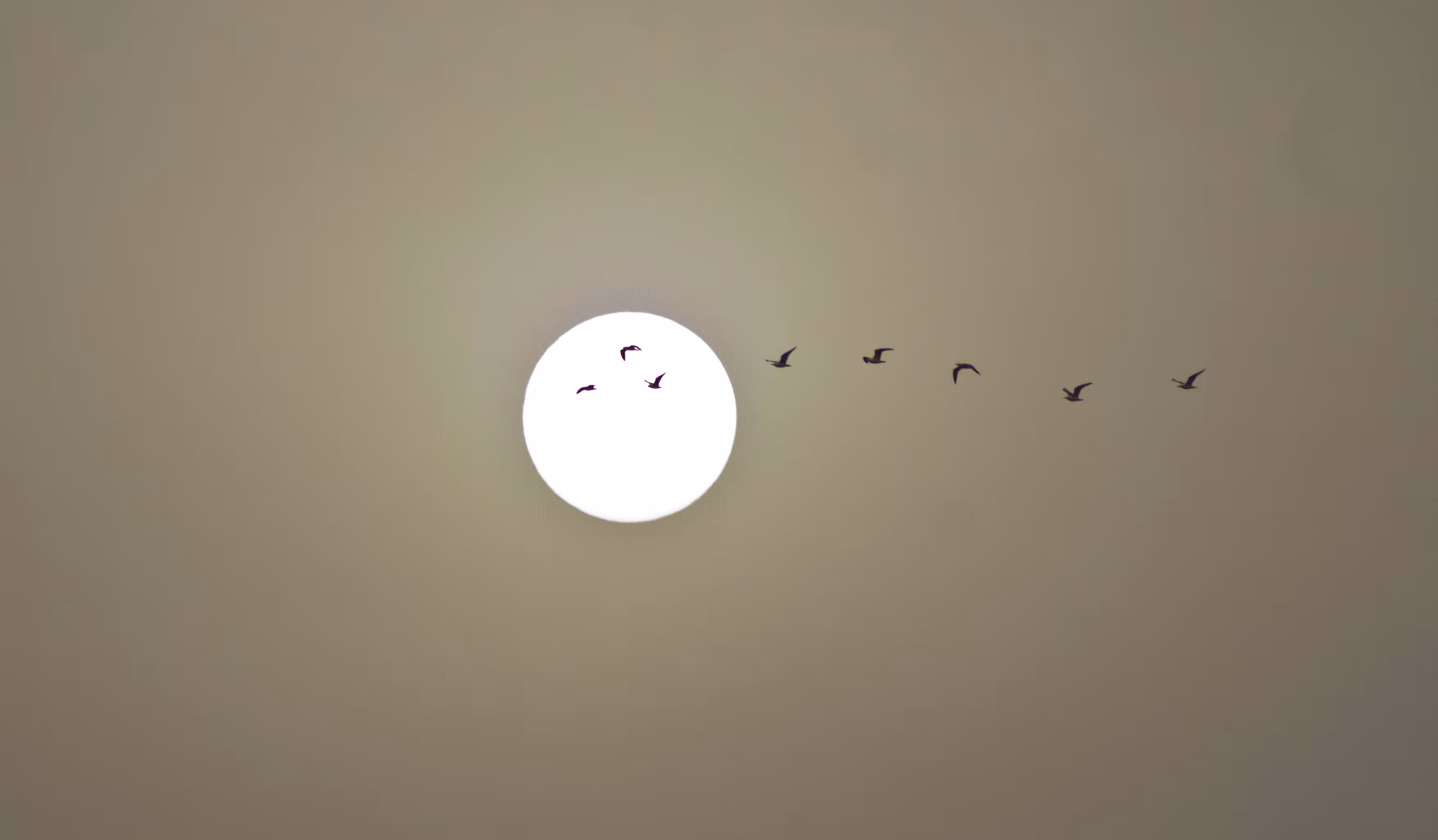 Birds of the Calima