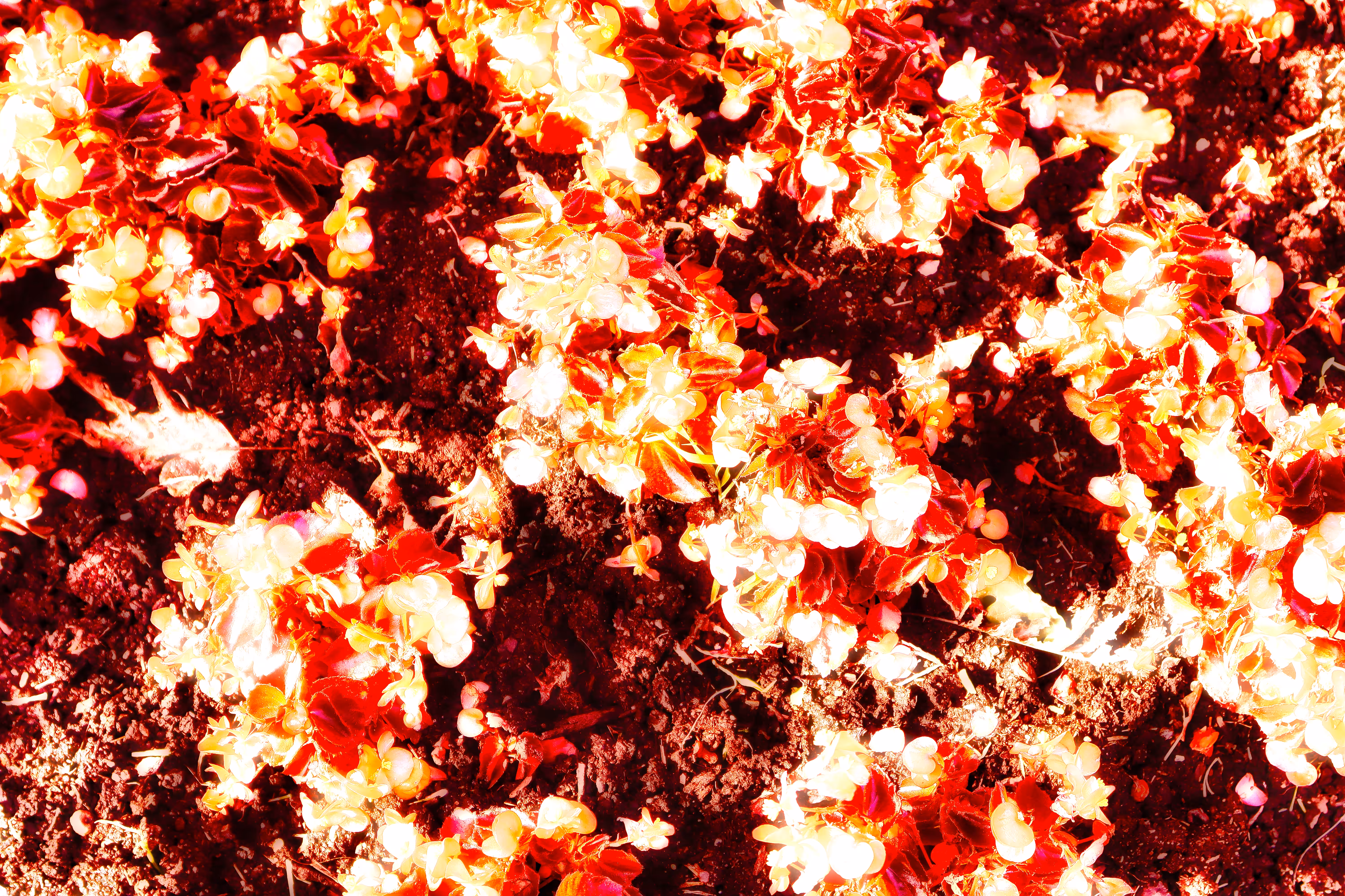 2022: Fiery Flowers