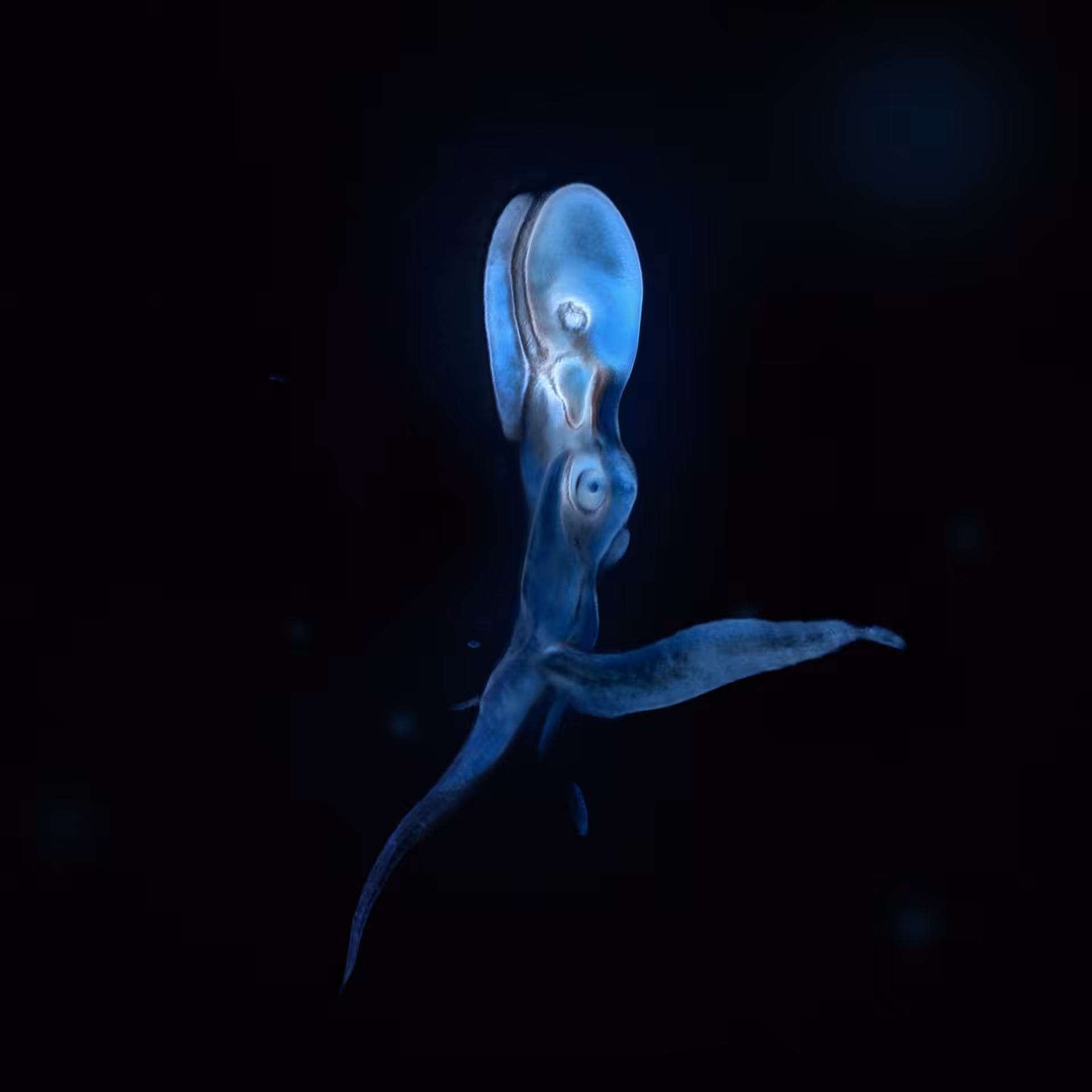 Sperma 09