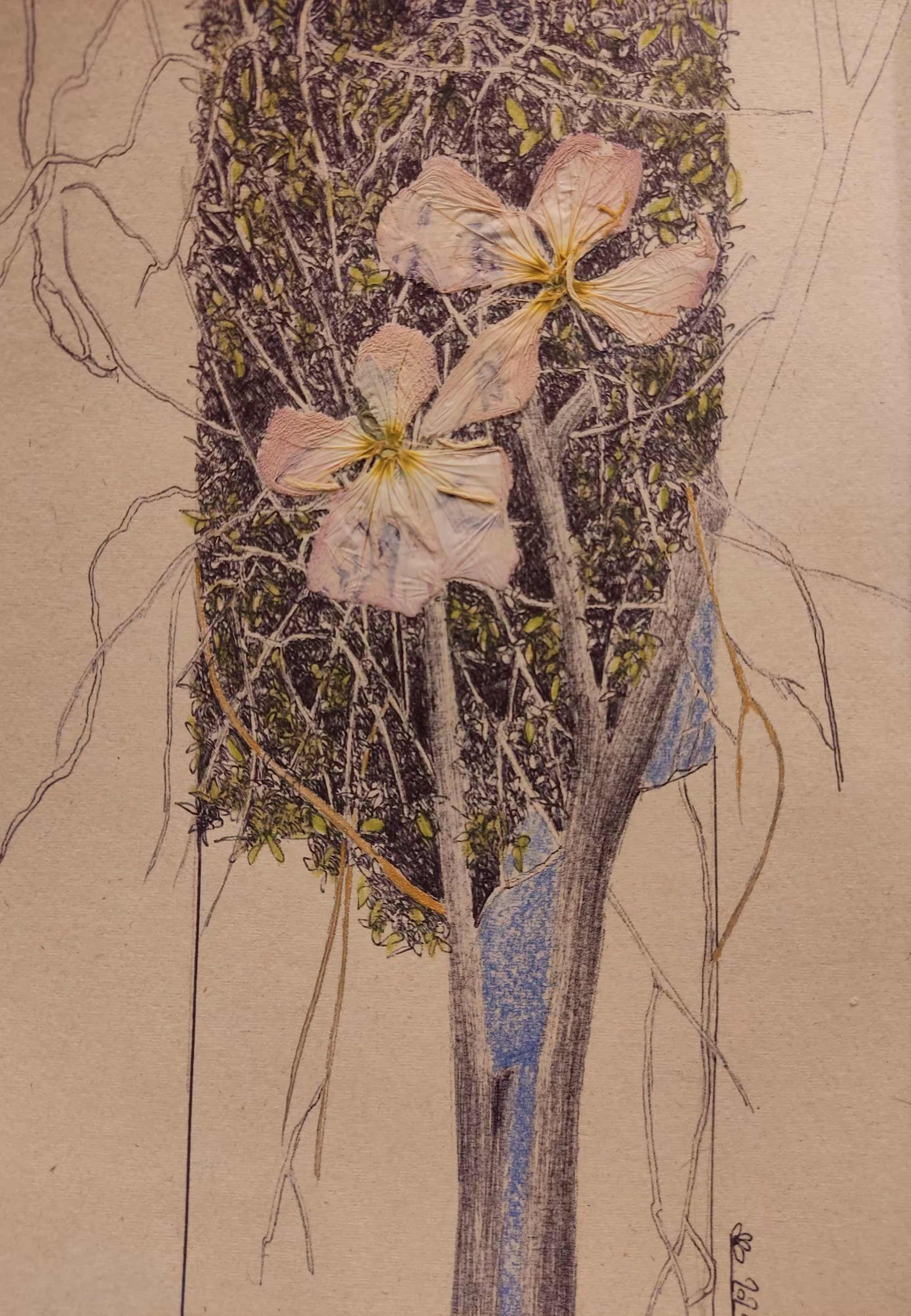 tree blossom