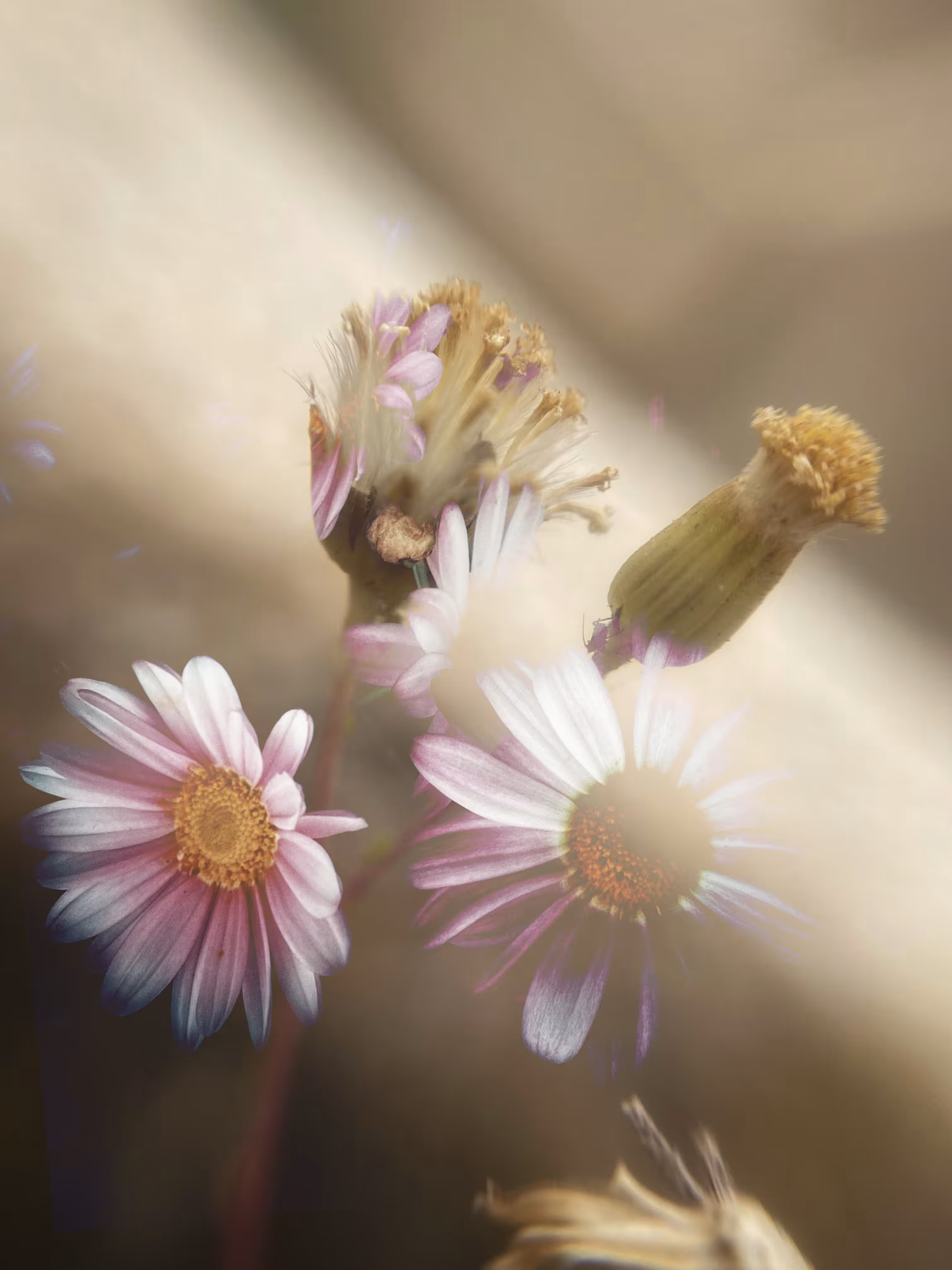 ✨Distant Memories ~ Daisy Dreams🌸