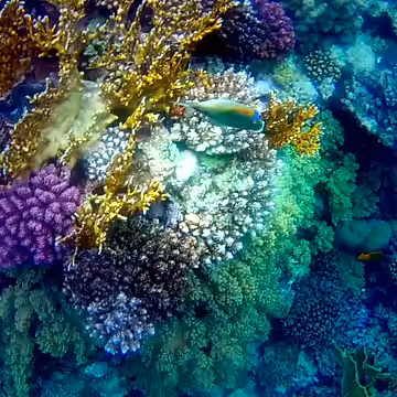CORAL DREAM PICASSO #4/7