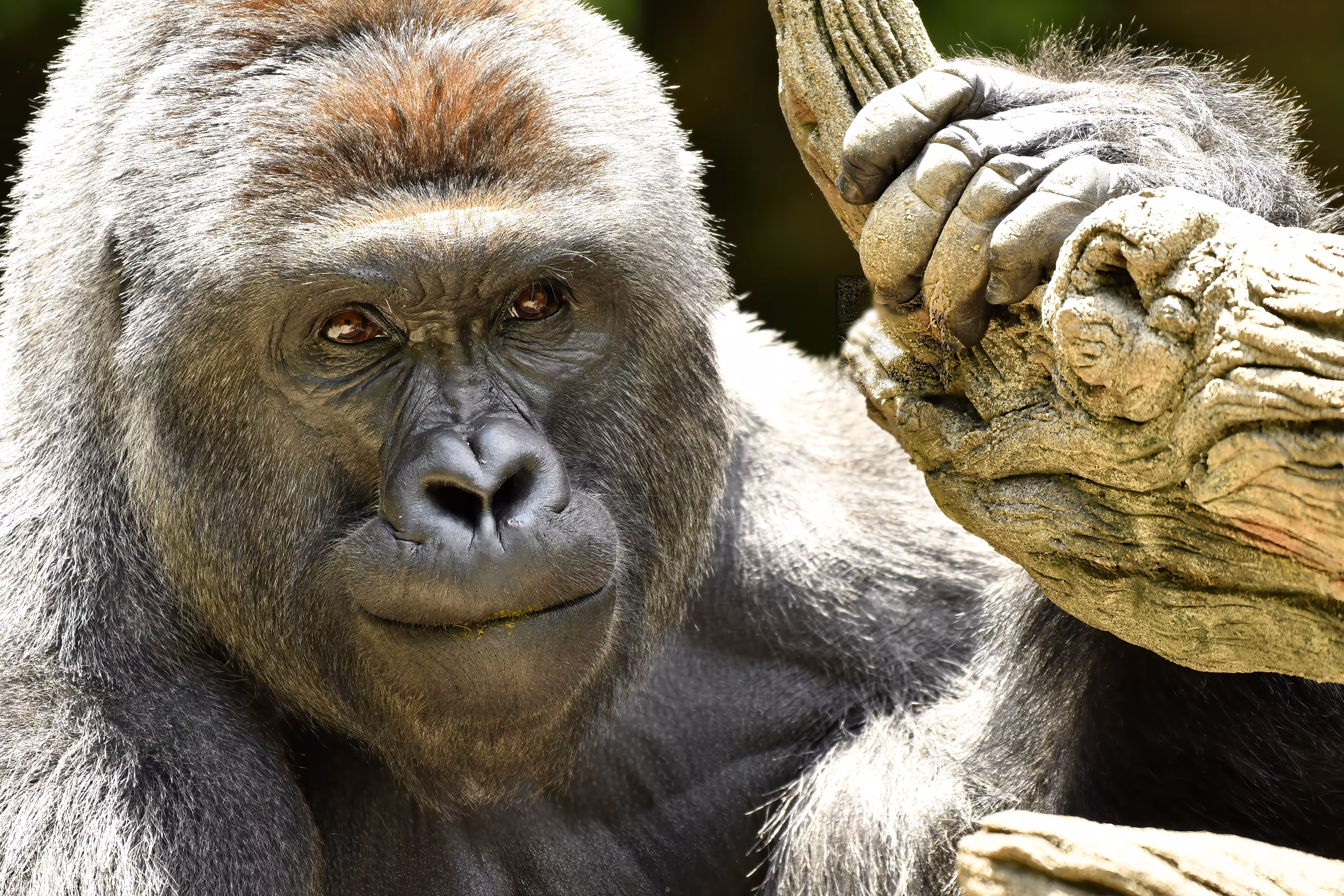 LEGENDS: HARAMBE: LEGENDS #746