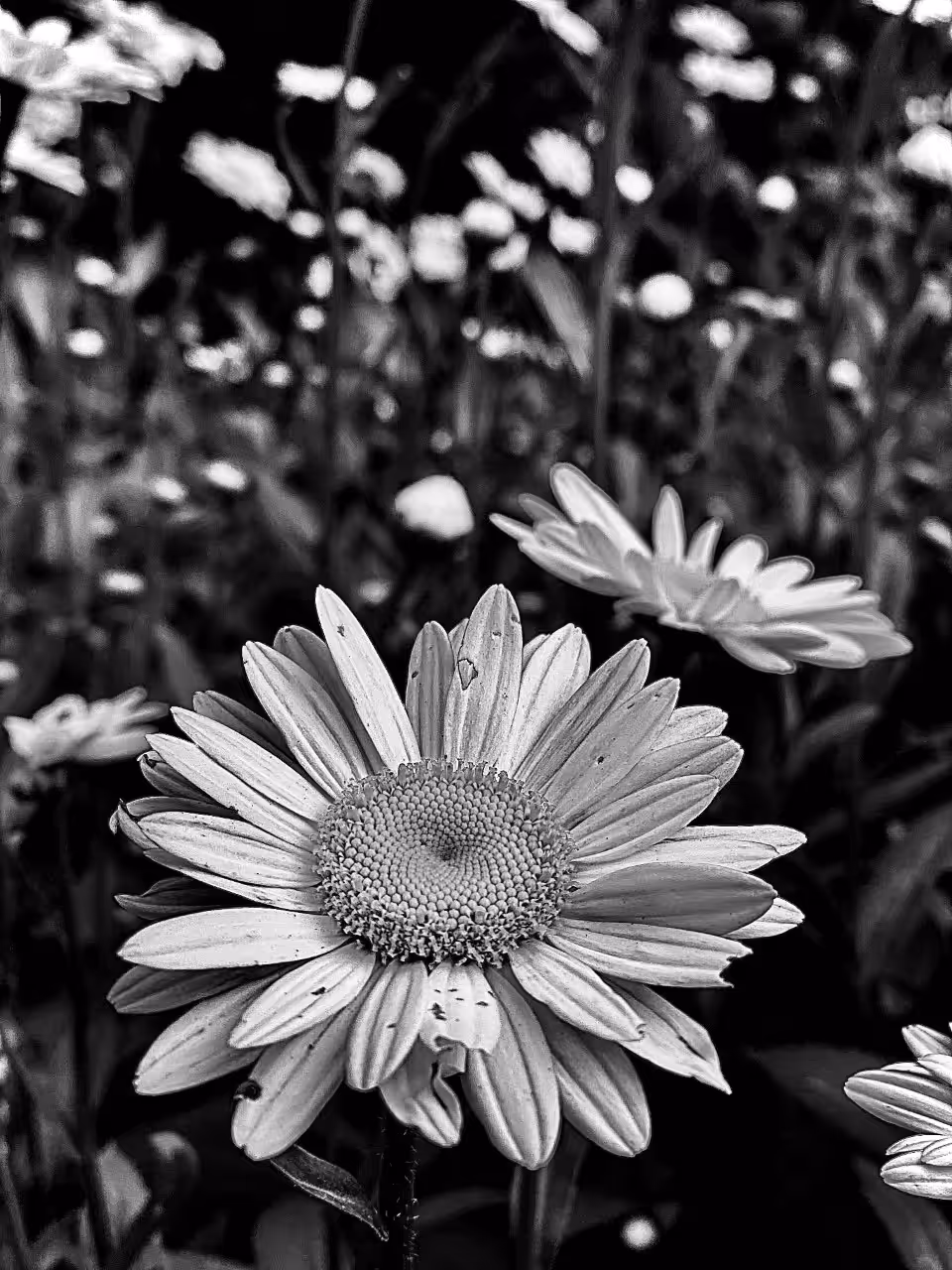 Daisy