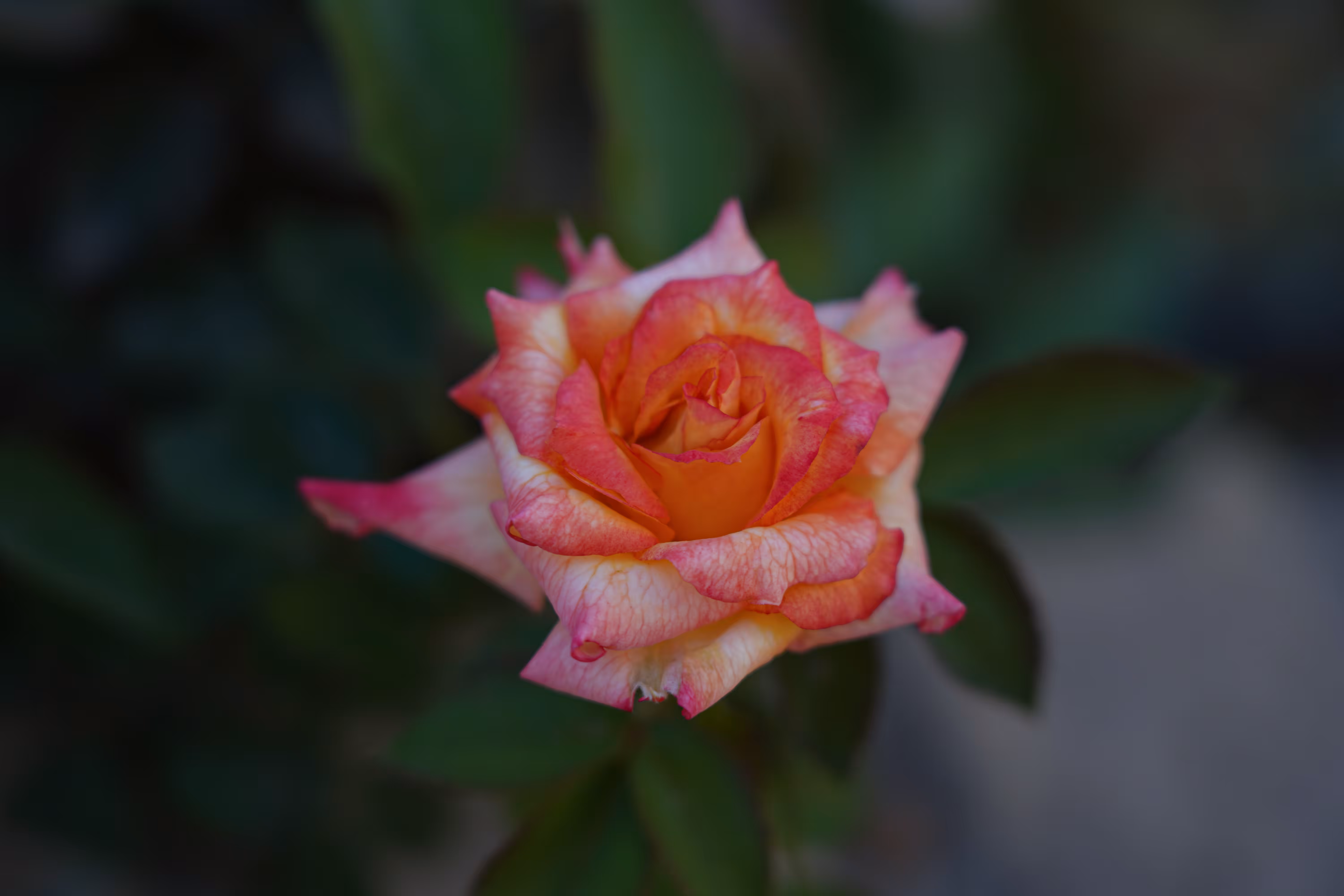 flowers: The Romantic Smile of the Rose