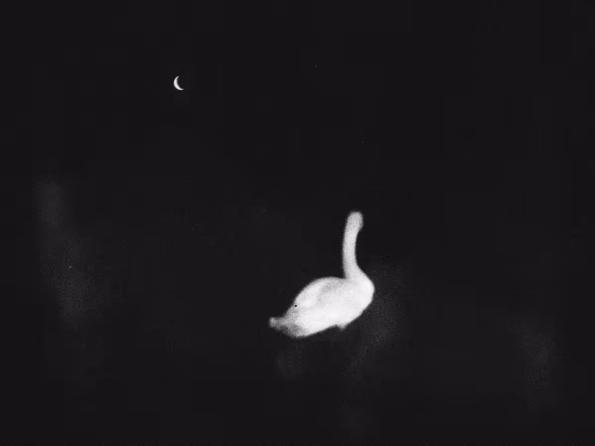swan
