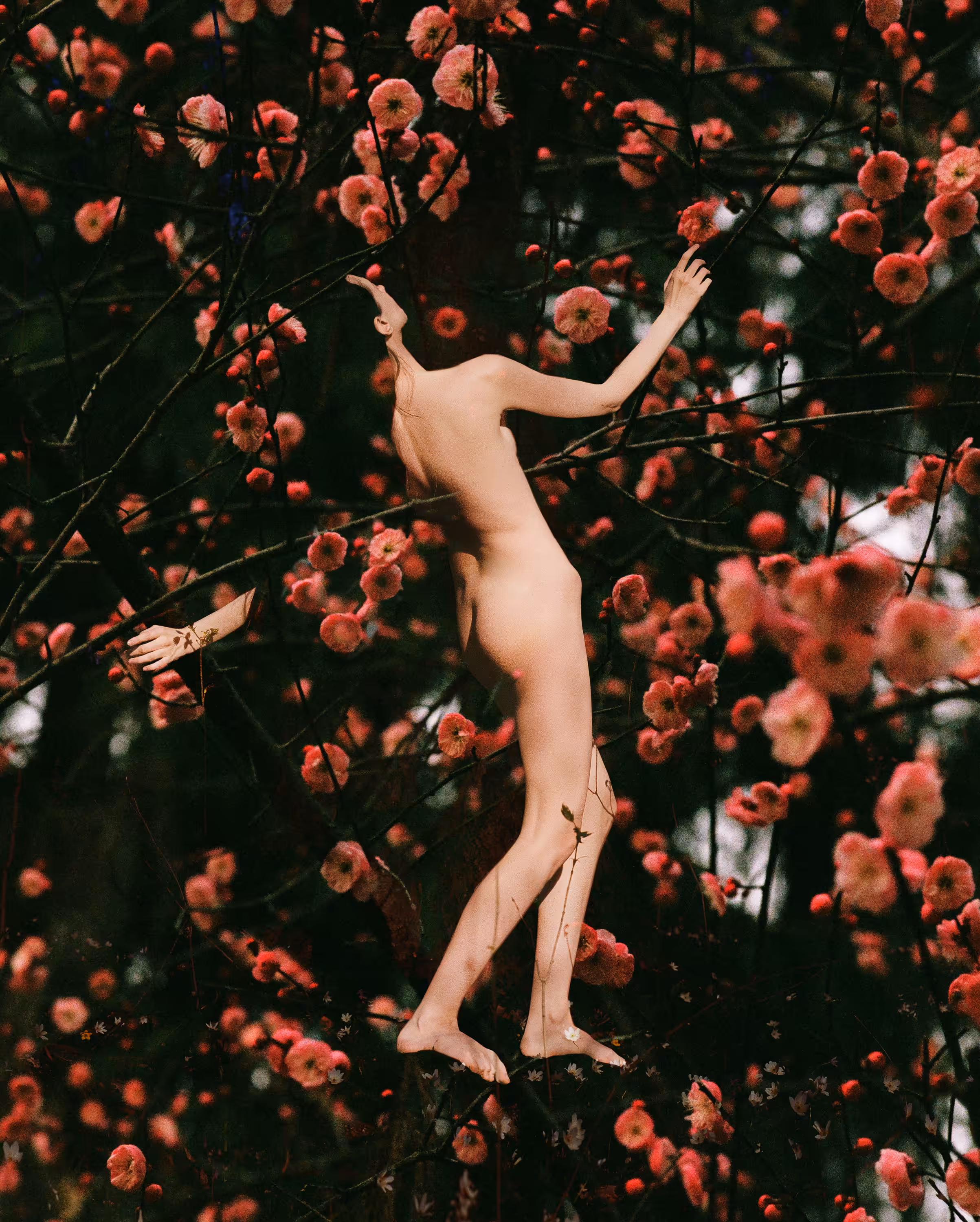 Flower Mania # 1