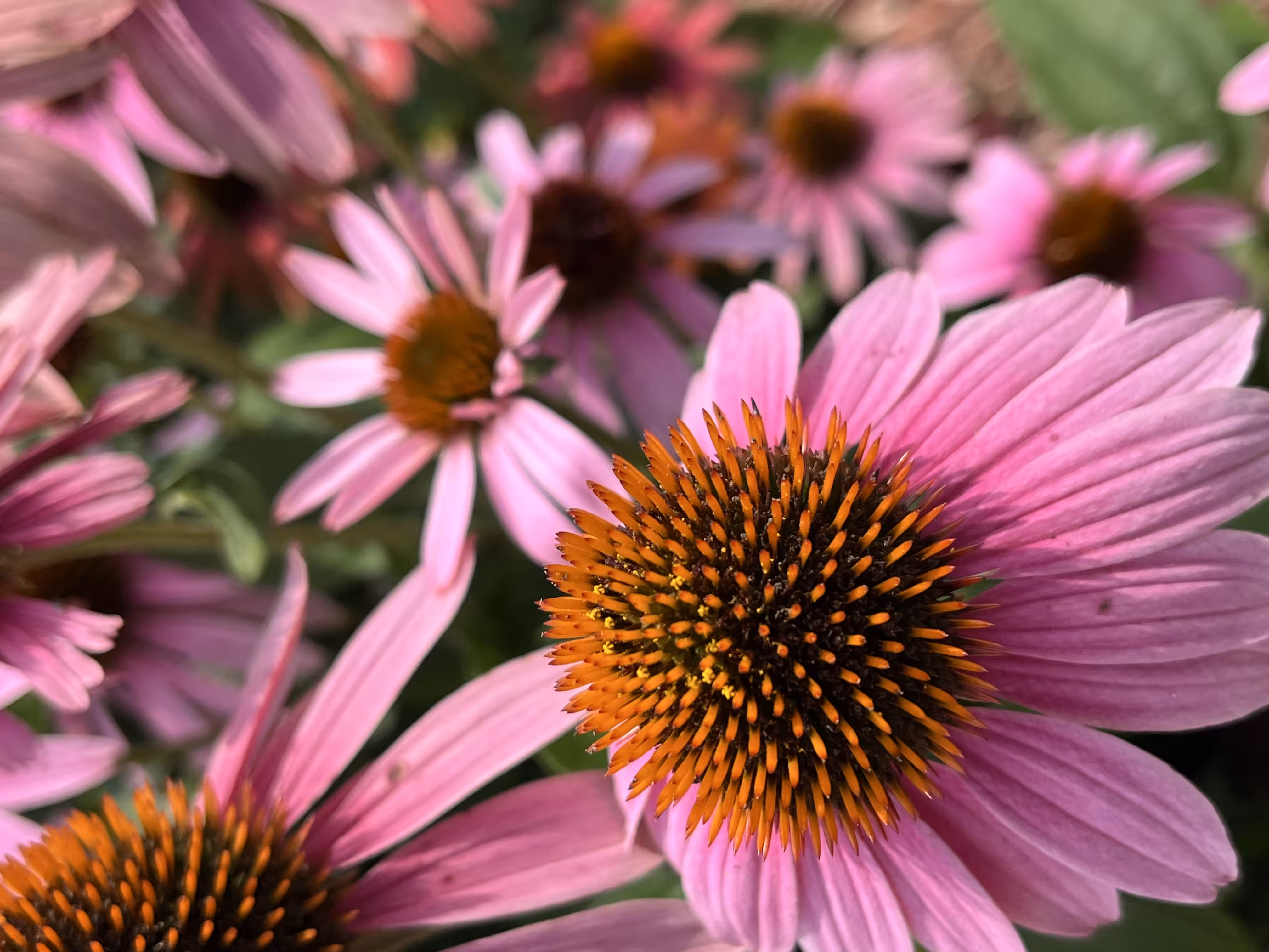 Floral Bloom