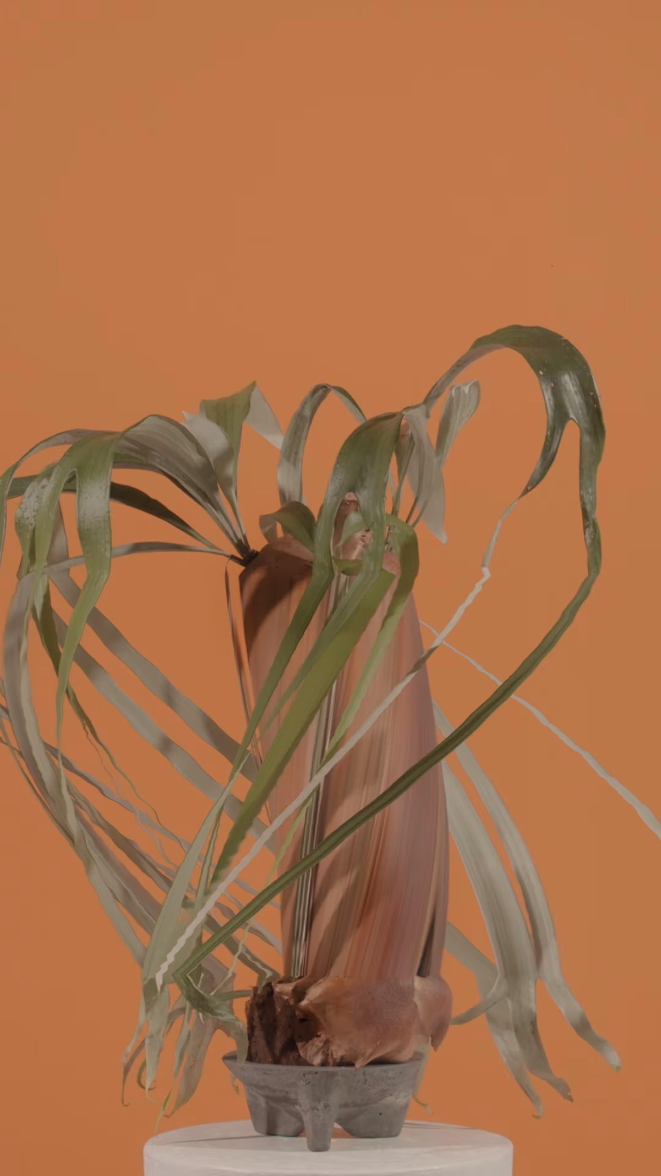 Elkhorn Fern, still