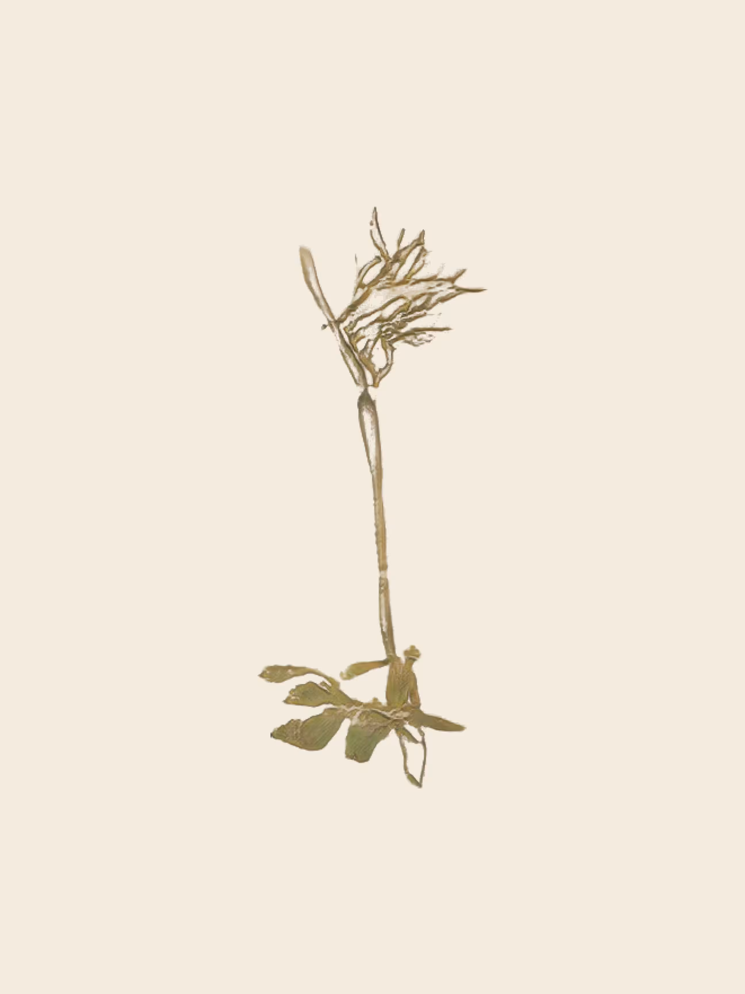 potential herbariums: scilla pandurata (study)