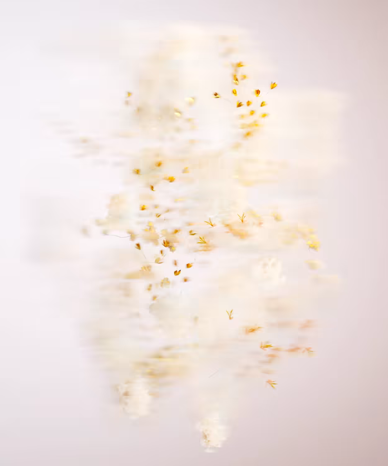 Pollen Cedrus