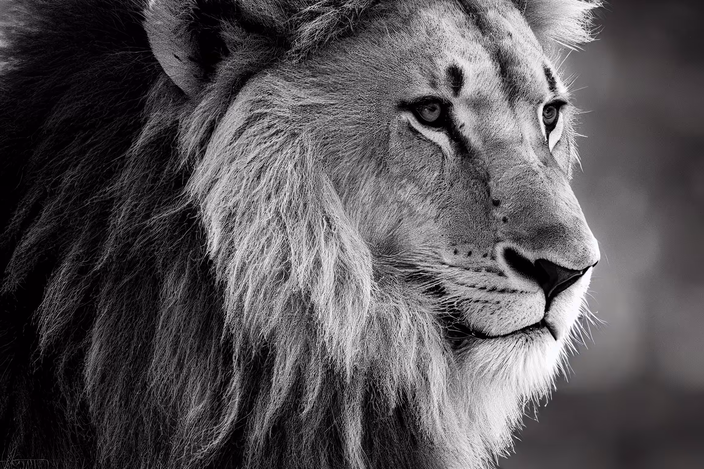 Gryphon Art Collective: A iAfrican Lion #1