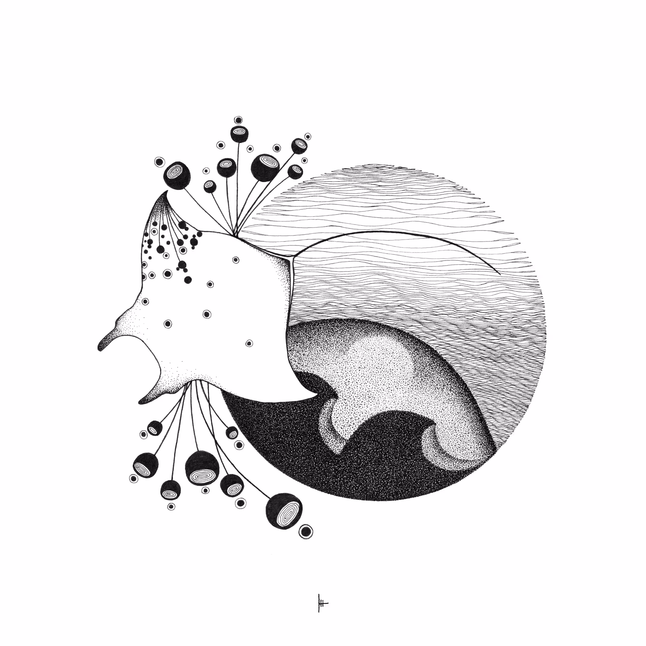 Manta Ray 
