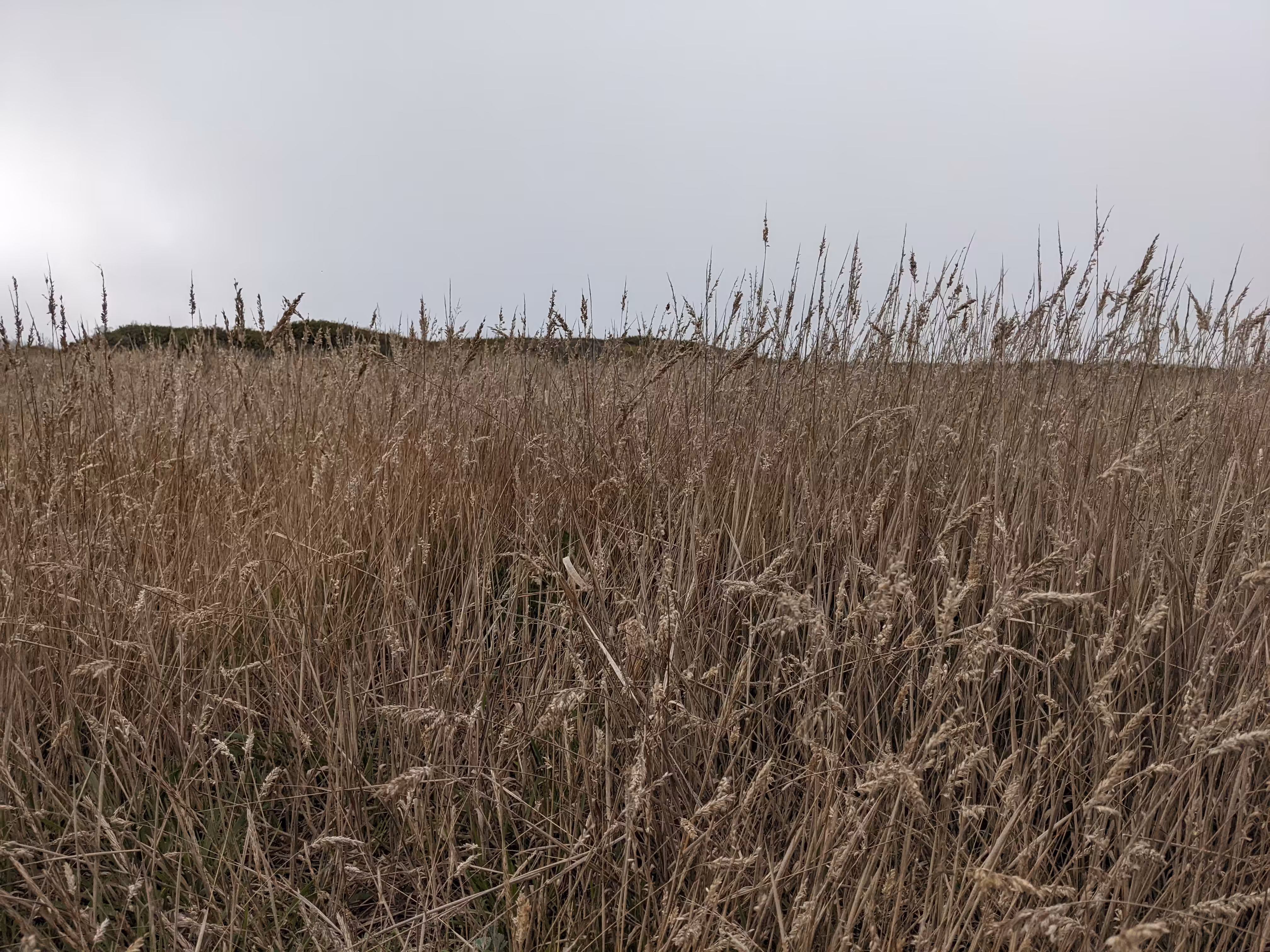 10. LANDscape