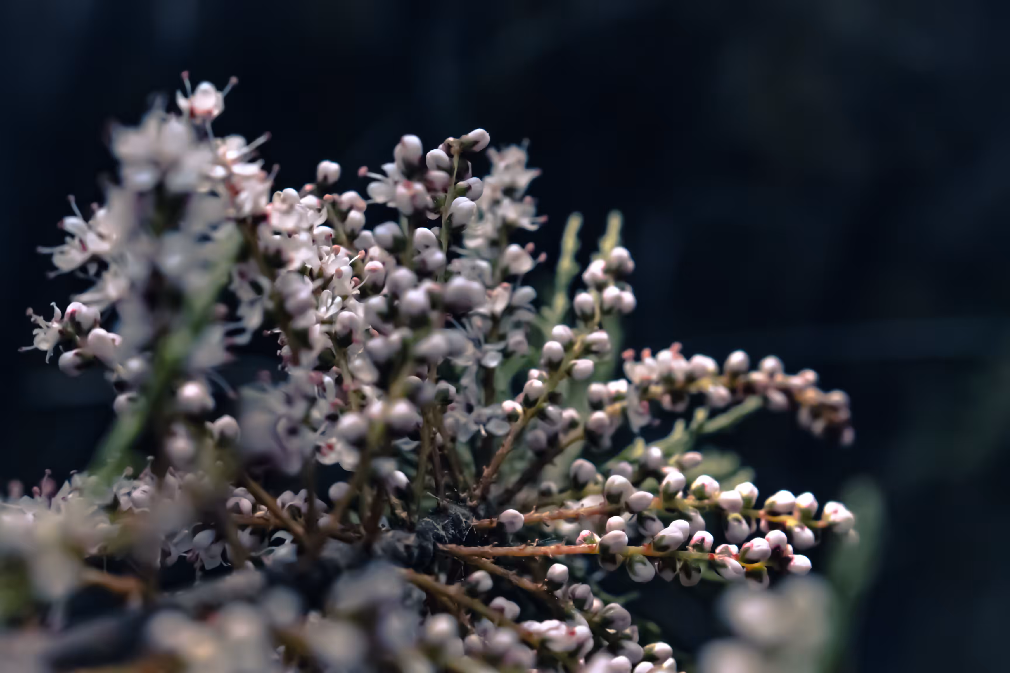 The Tamarisk