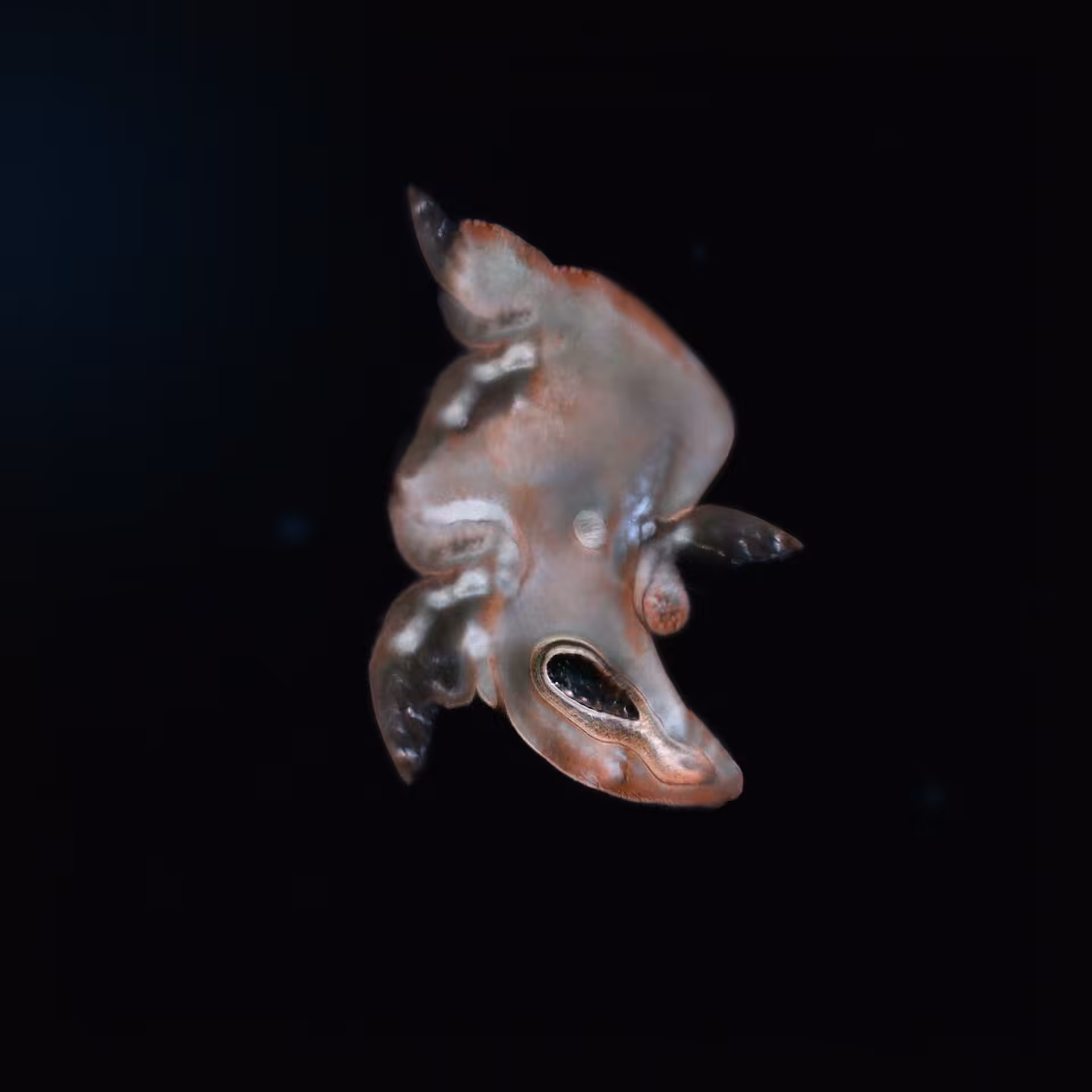 Sperma 55
