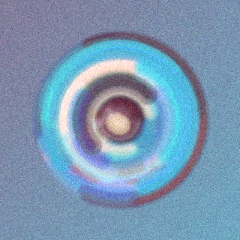 Wisp #521