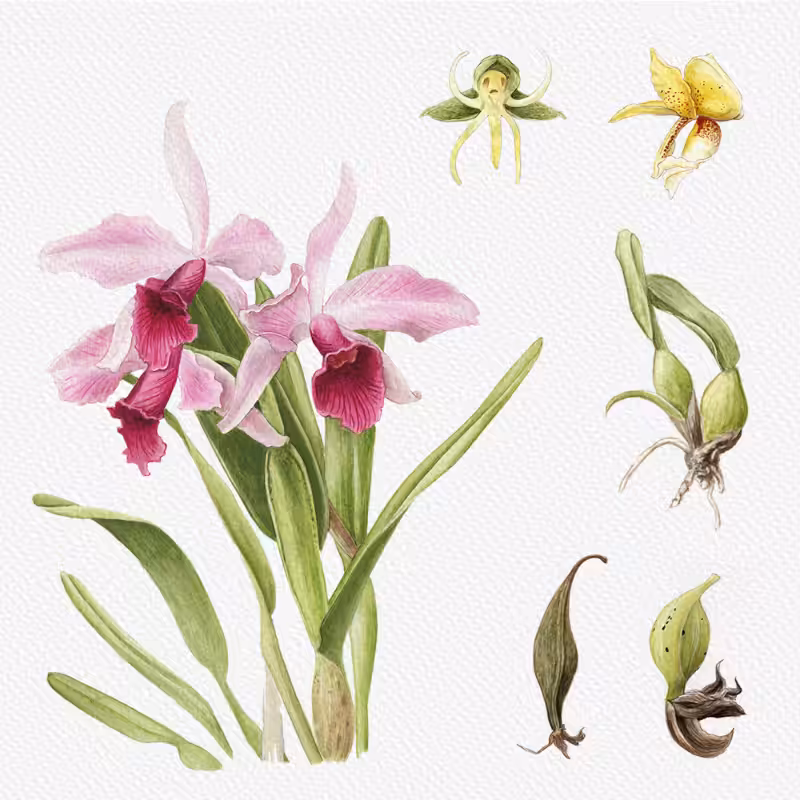 Botanical Illustration - Orchids 1 #45