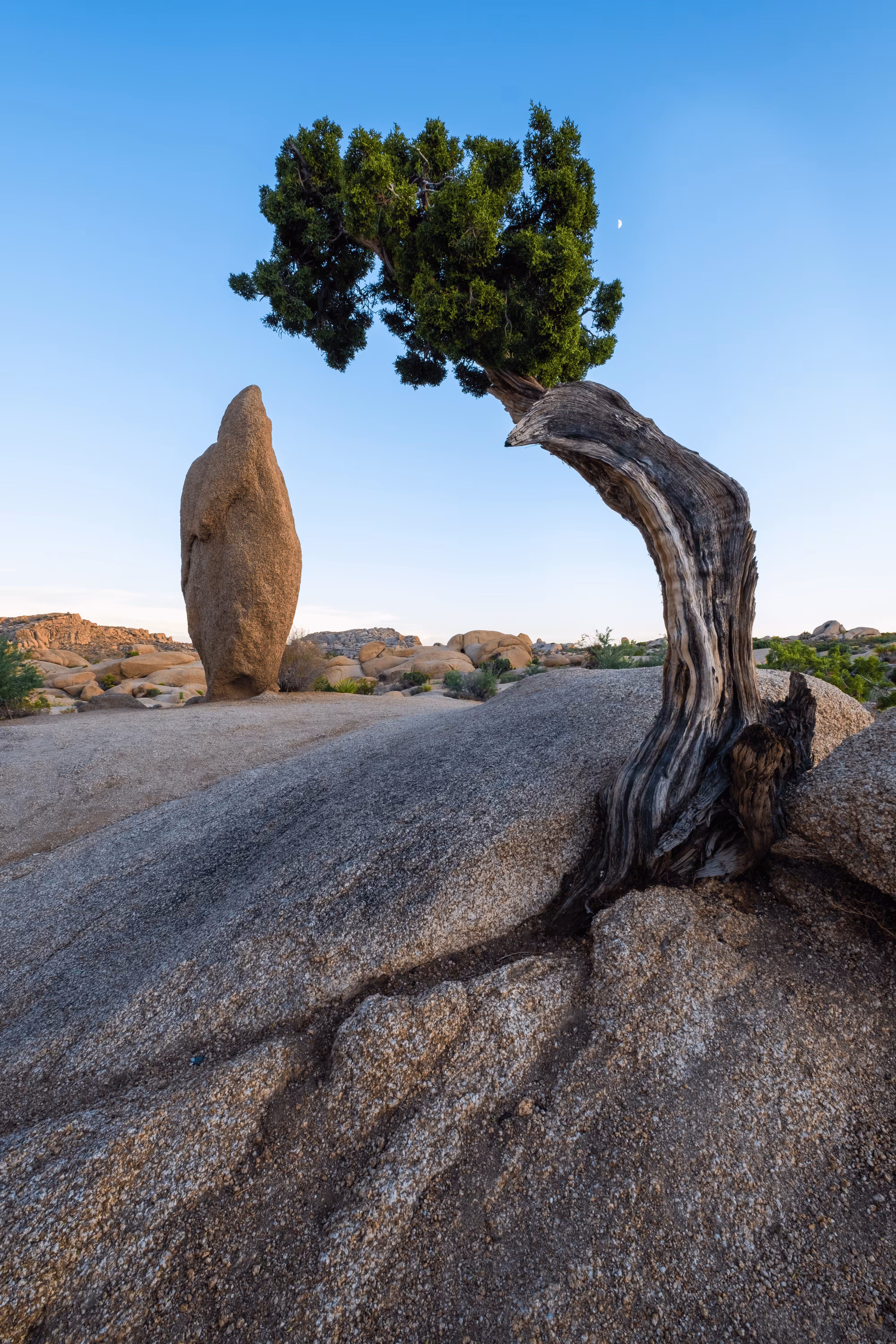 Ancient Roots