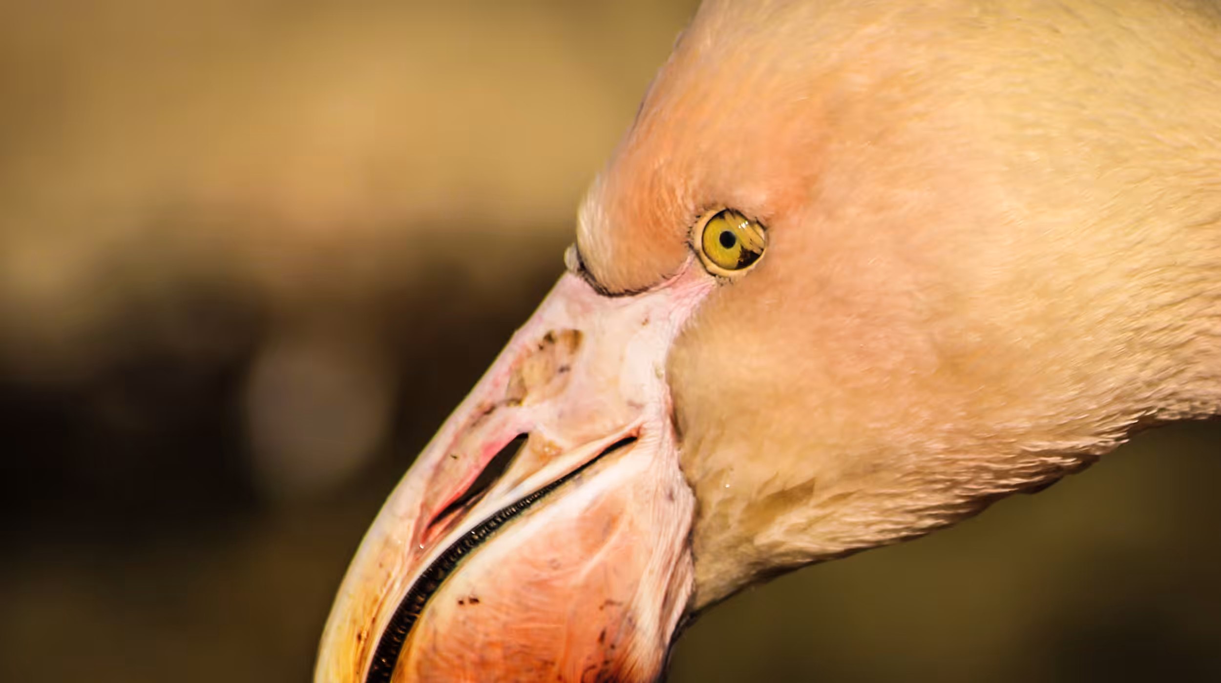 Flamingo #06