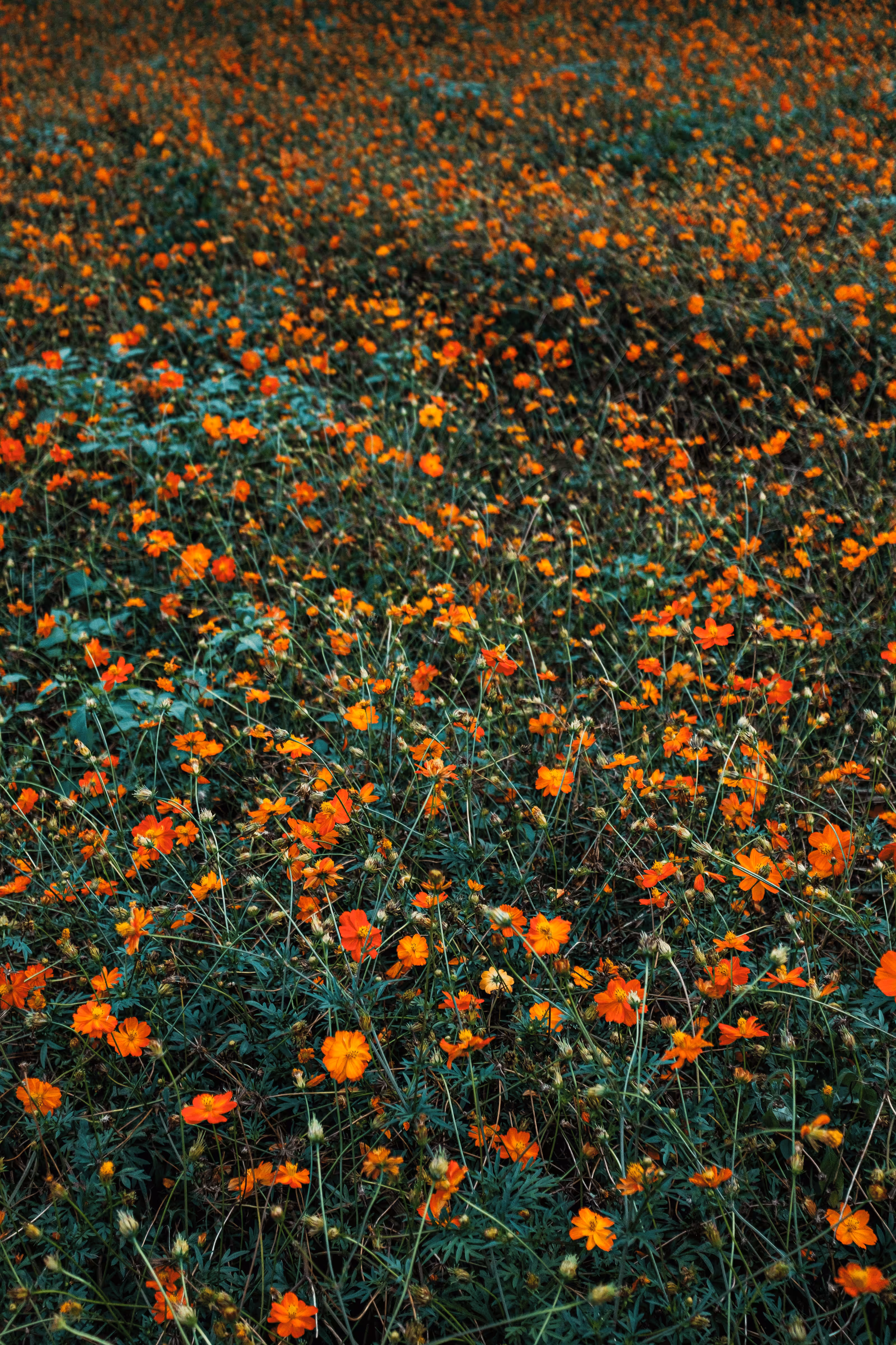 Full Bloom