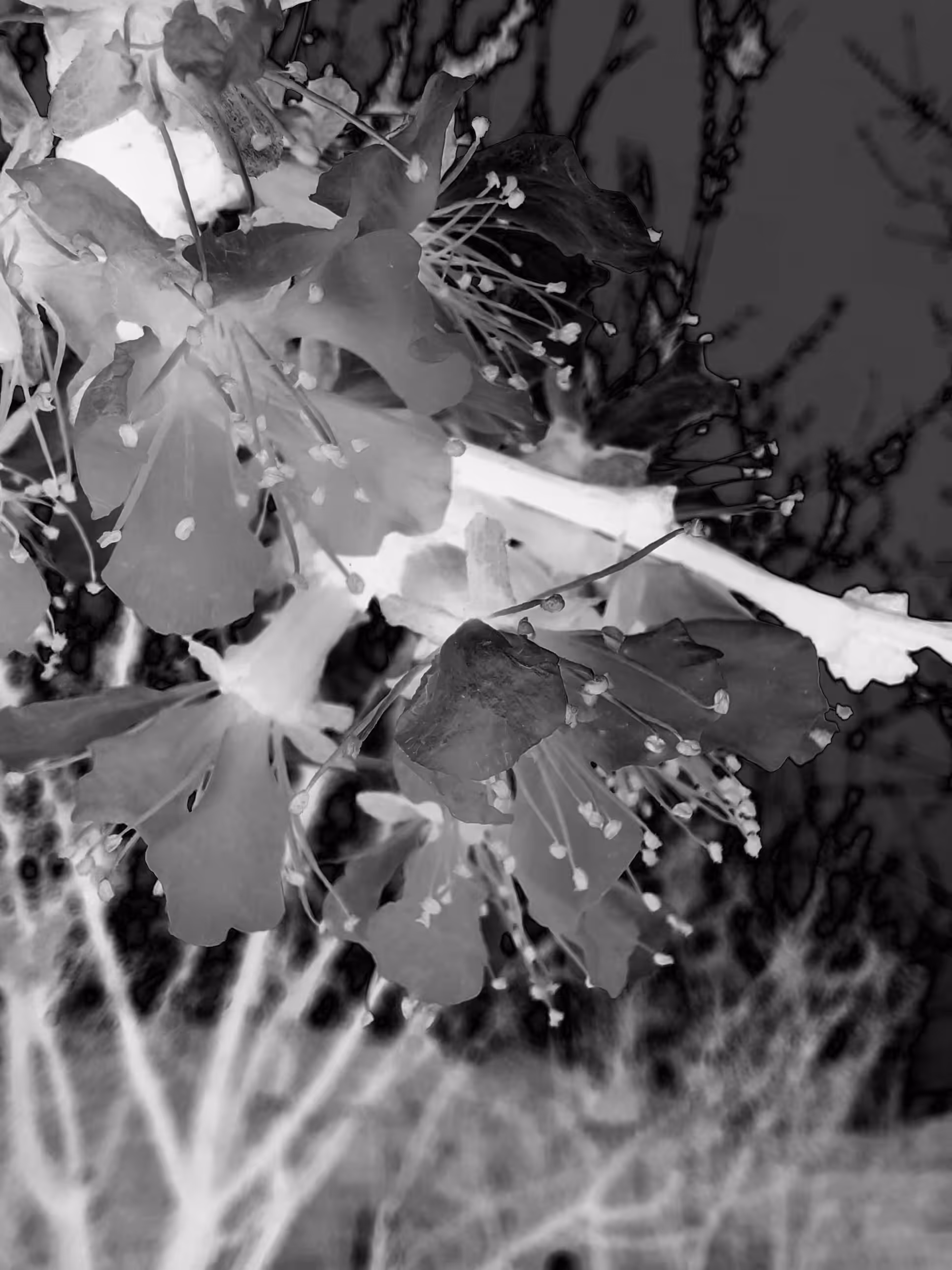 B&W Flowers