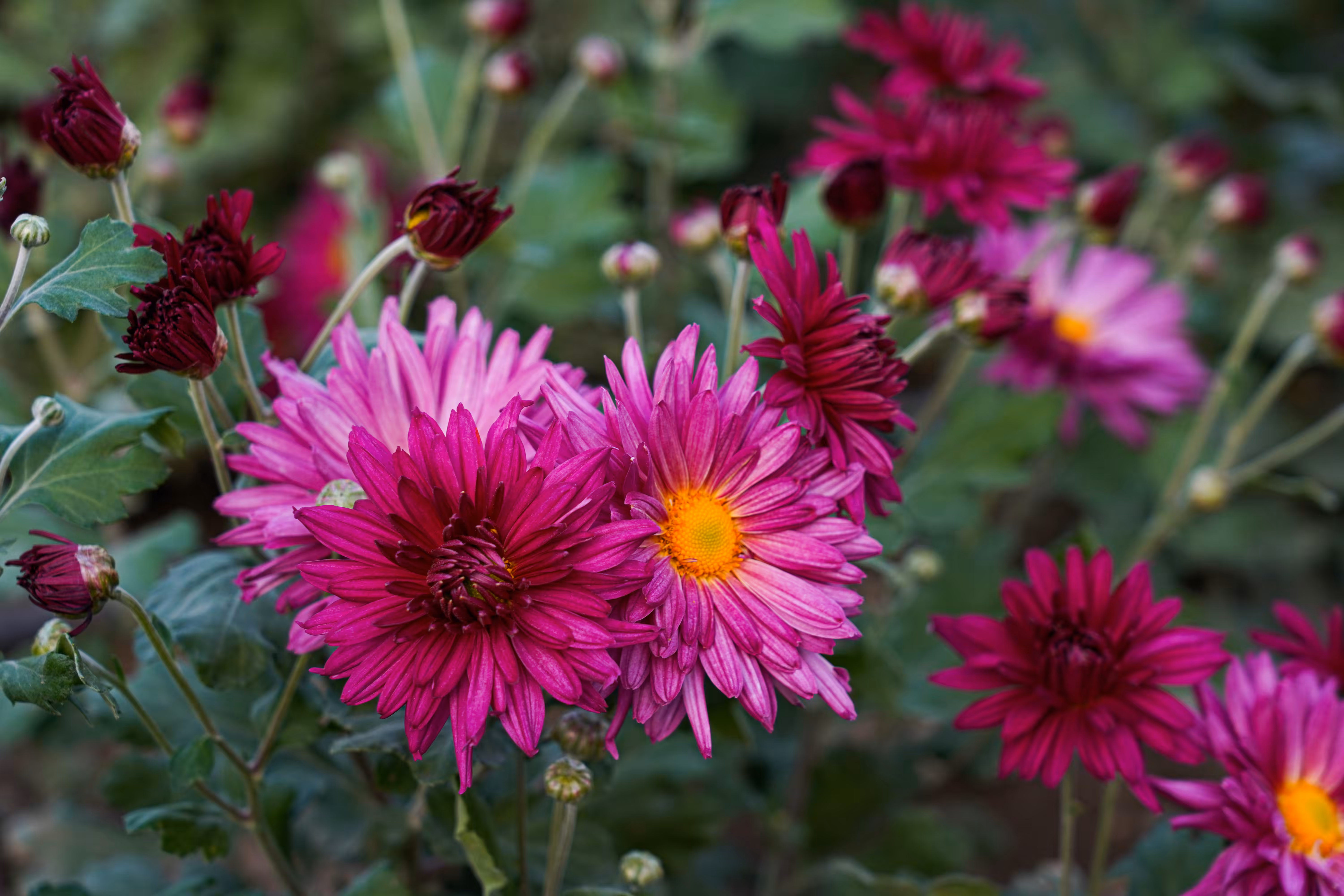 flowers: Warm Autumn Fez