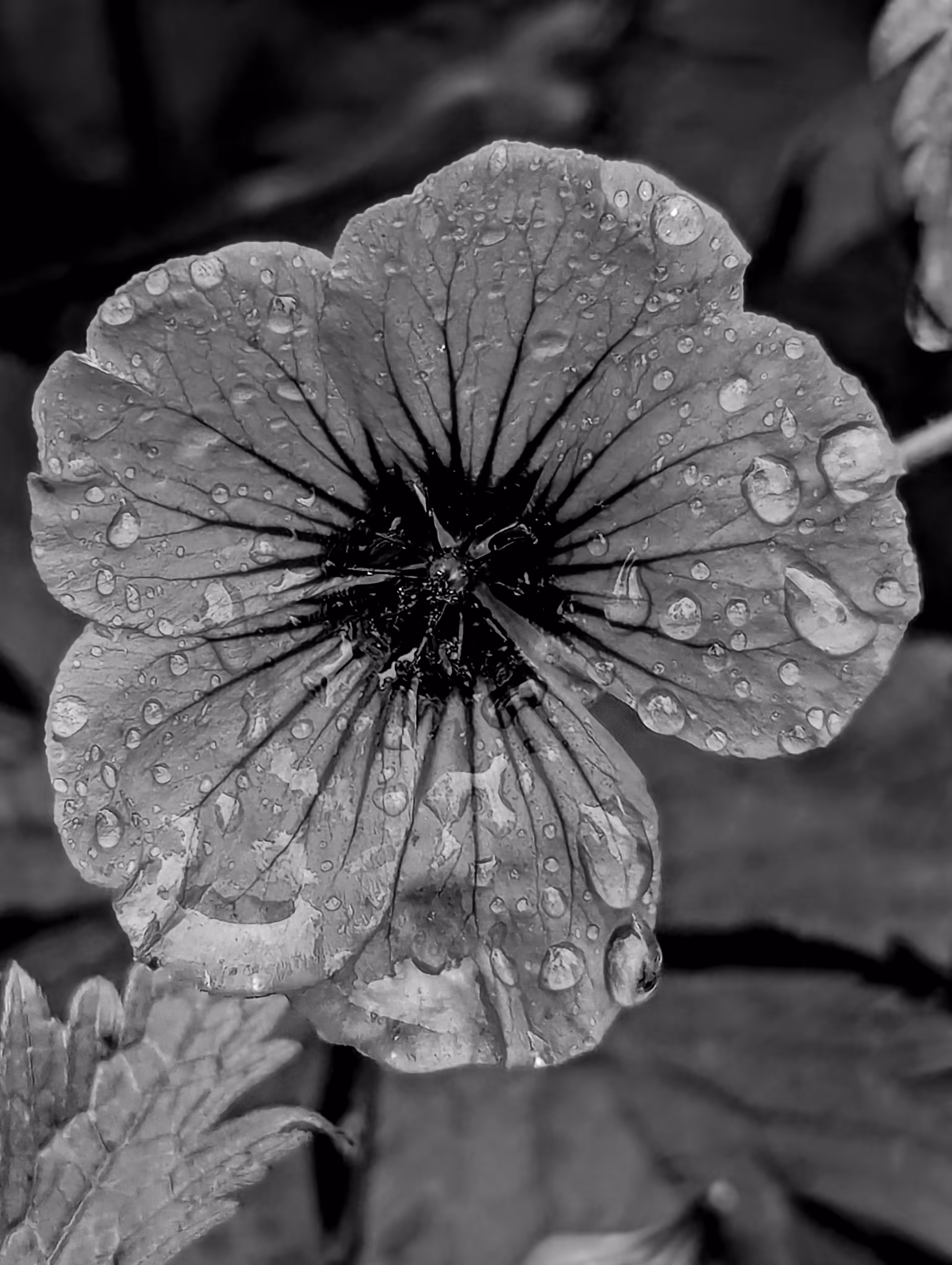 Luke_0x1 Photography : Glistening Geranium