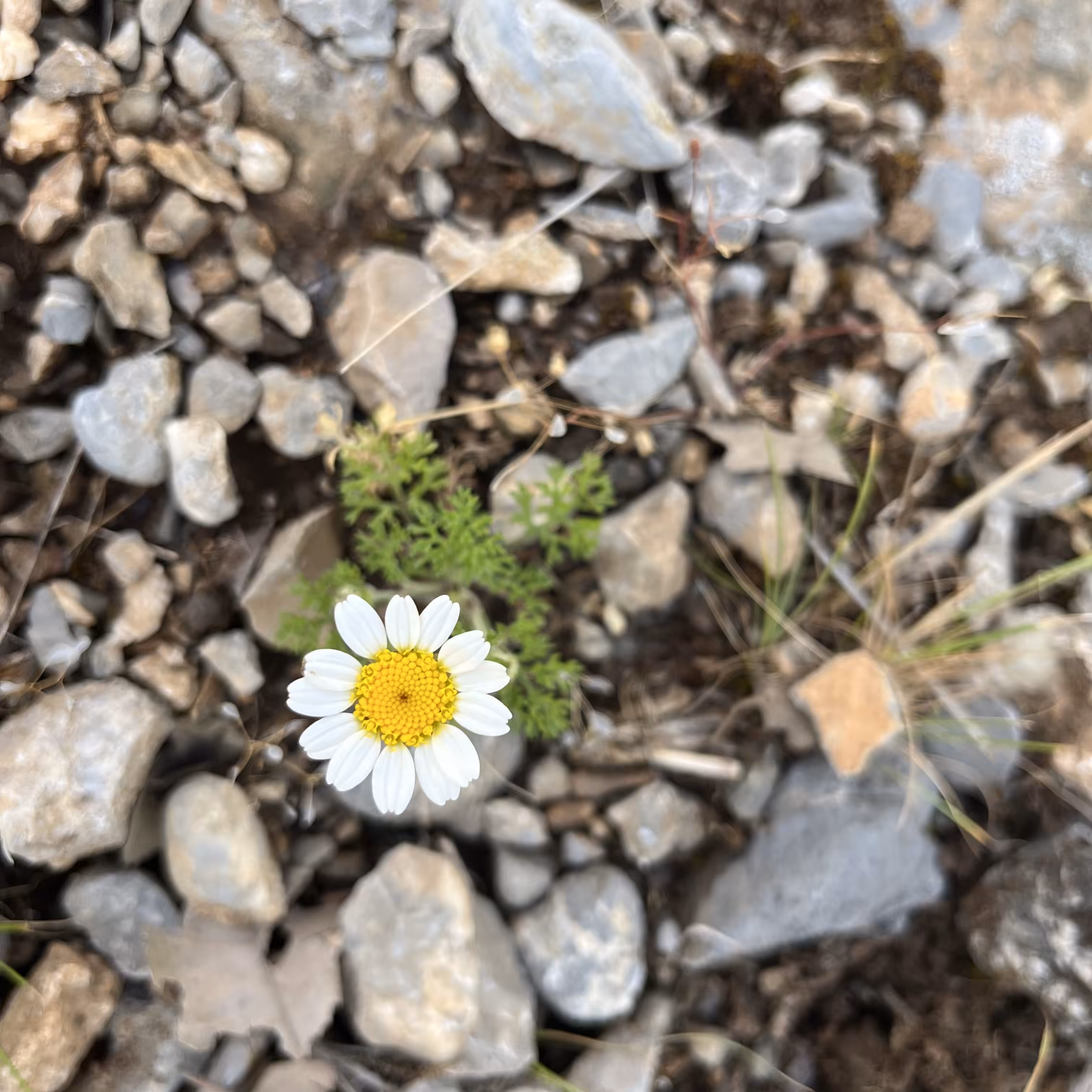 Chamomile