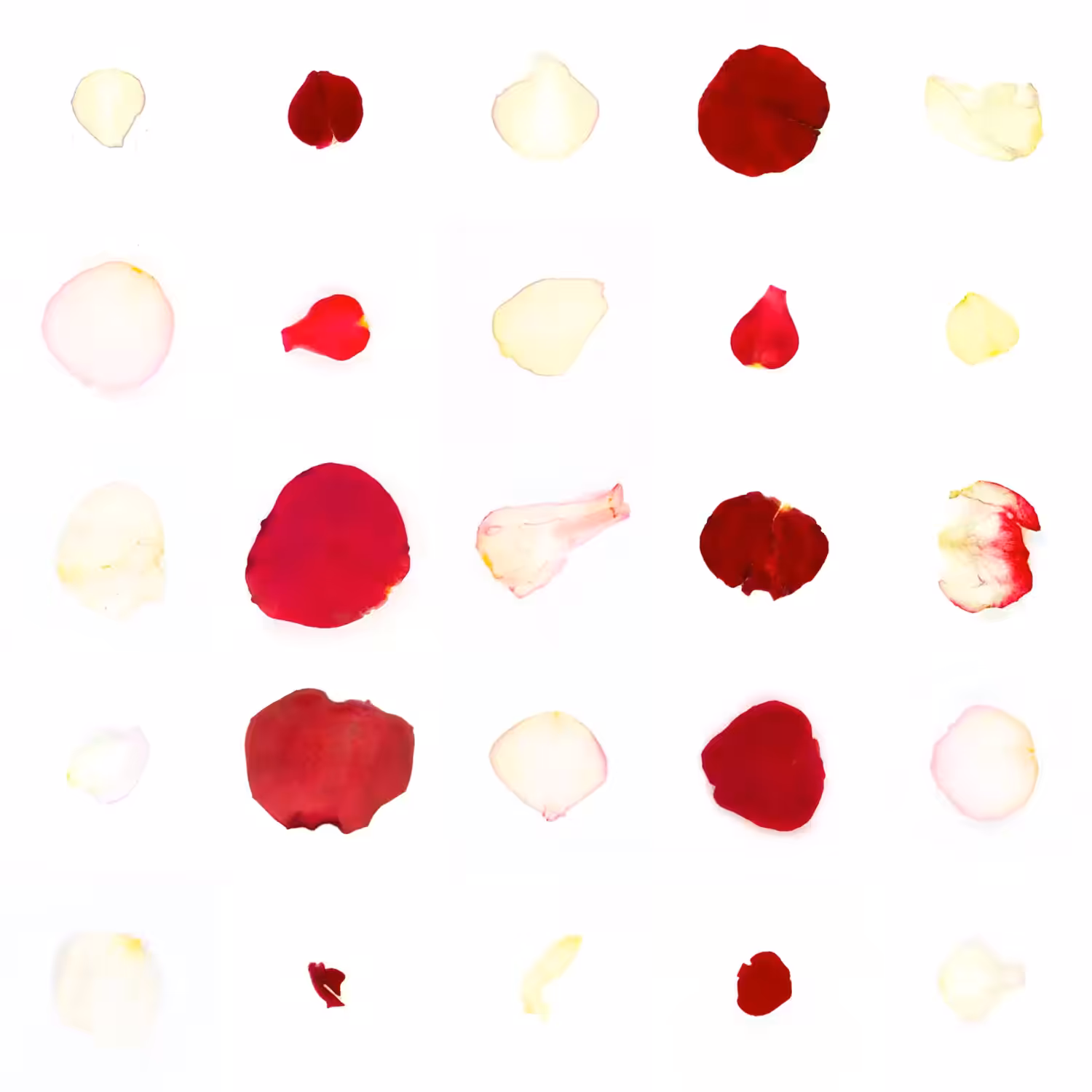 Infinite Petals 5x5#20121