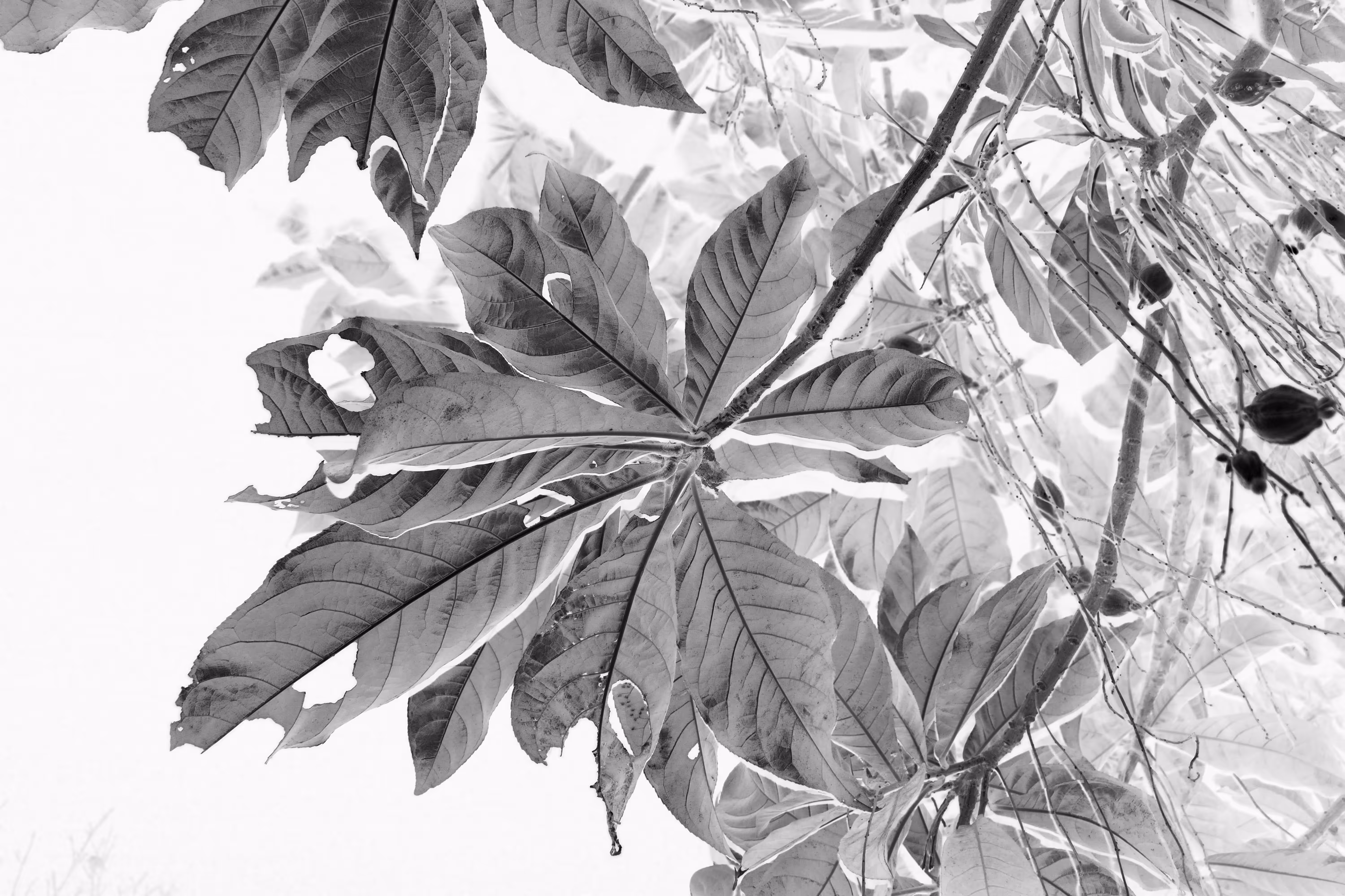 Leaves Of Small-leaved Barringtonia