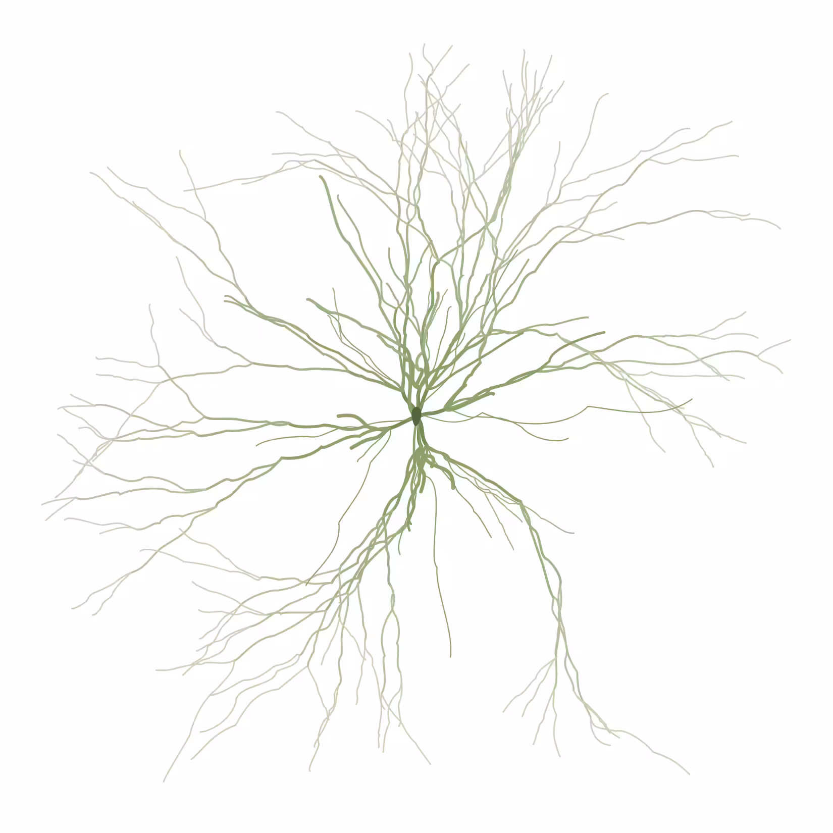 Ghost Forest Seedling #455